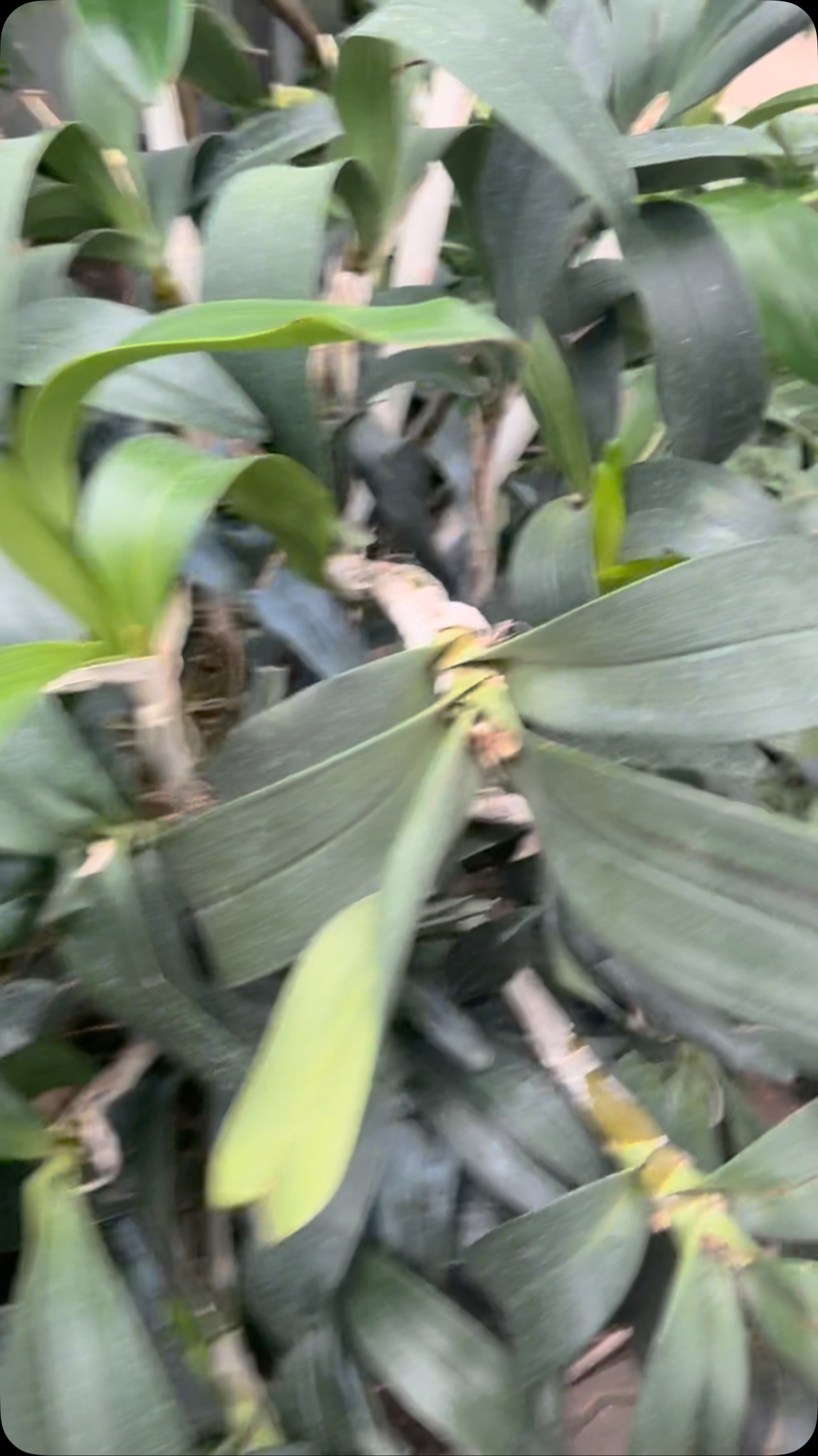 Chicago botanical garden#plantlover