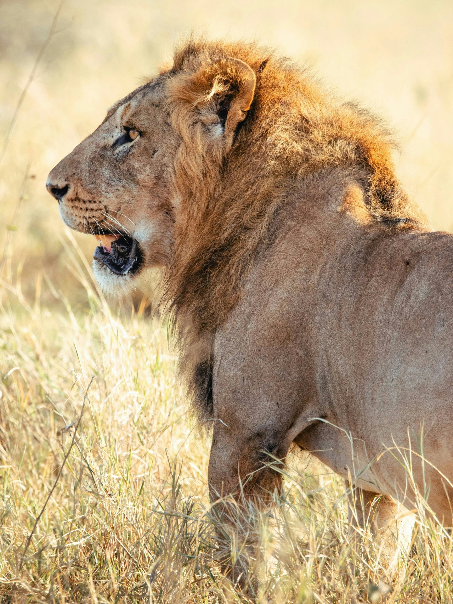 Lions are thriving at Loisaba — but their survival depends on more than just protected space. Through our partnership with @lionlandscapes, we work with local communities to reduce conflict and build lasting coexistence.
From predator-proof bomas that protect livestock, to community training and rapid response teams, we’re helping people and predators live side by side.
Because a future for lions means a future for landscapes, livelihoods, and legacy.
Photo © Caitlin de Greef
#LoisabaConservancy #LionLandscapes #LionConservation #HumanWildlifeCoexistence #PredatorProofBomas #ProtectWildlife #LaikipiaConservation #ConnectedConservation #LandConnectedLifeProtected #BigCatsForever #CoexistenceNotConflict