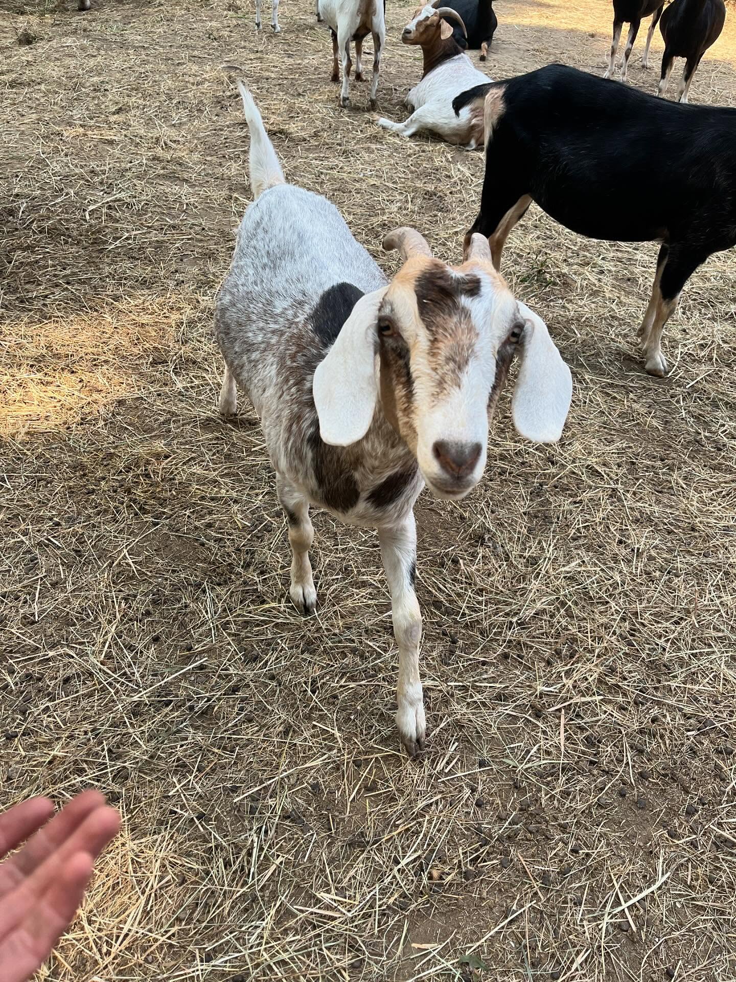 A little cuteness photo dump ♥️🥰 🐴🐐