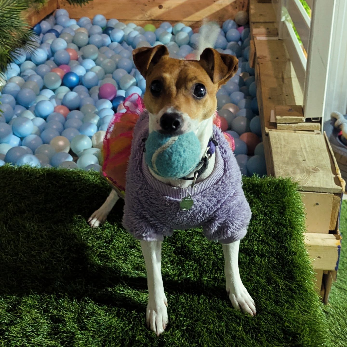 Happy 2nd Birthday to our ball obsessed Laila
๐๐๐ฅโฝโพ๐๐๐