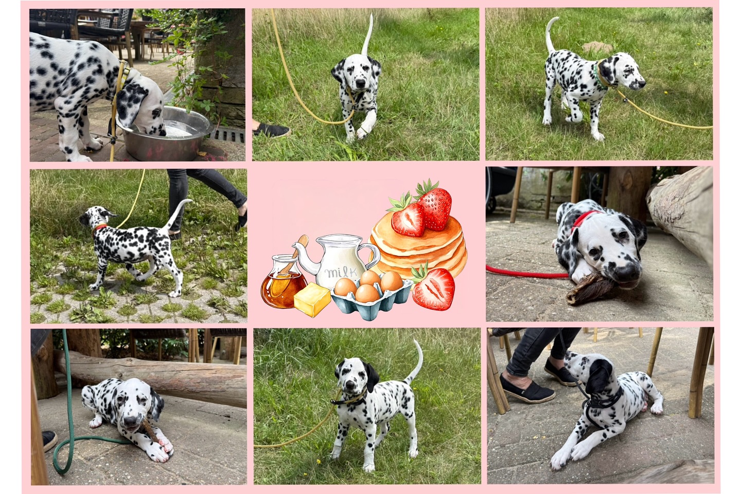 Met het 4-tal op stap geweest. Een paar pups blijven gezellig wat langer vanwege vakantie en natuurlijk gaan wij gewoon door met socialiseren. Vandaag hebben ze terras training gehad bij een pannenkoekenhuis. De pups deden het heel knap! Trots op ze!🤩 En gezellig op een terras zitten vinden wijzelf helemaal niet erg om te doen😉
#pannekoekenhuis #kabouterbos #pupsocialiseren