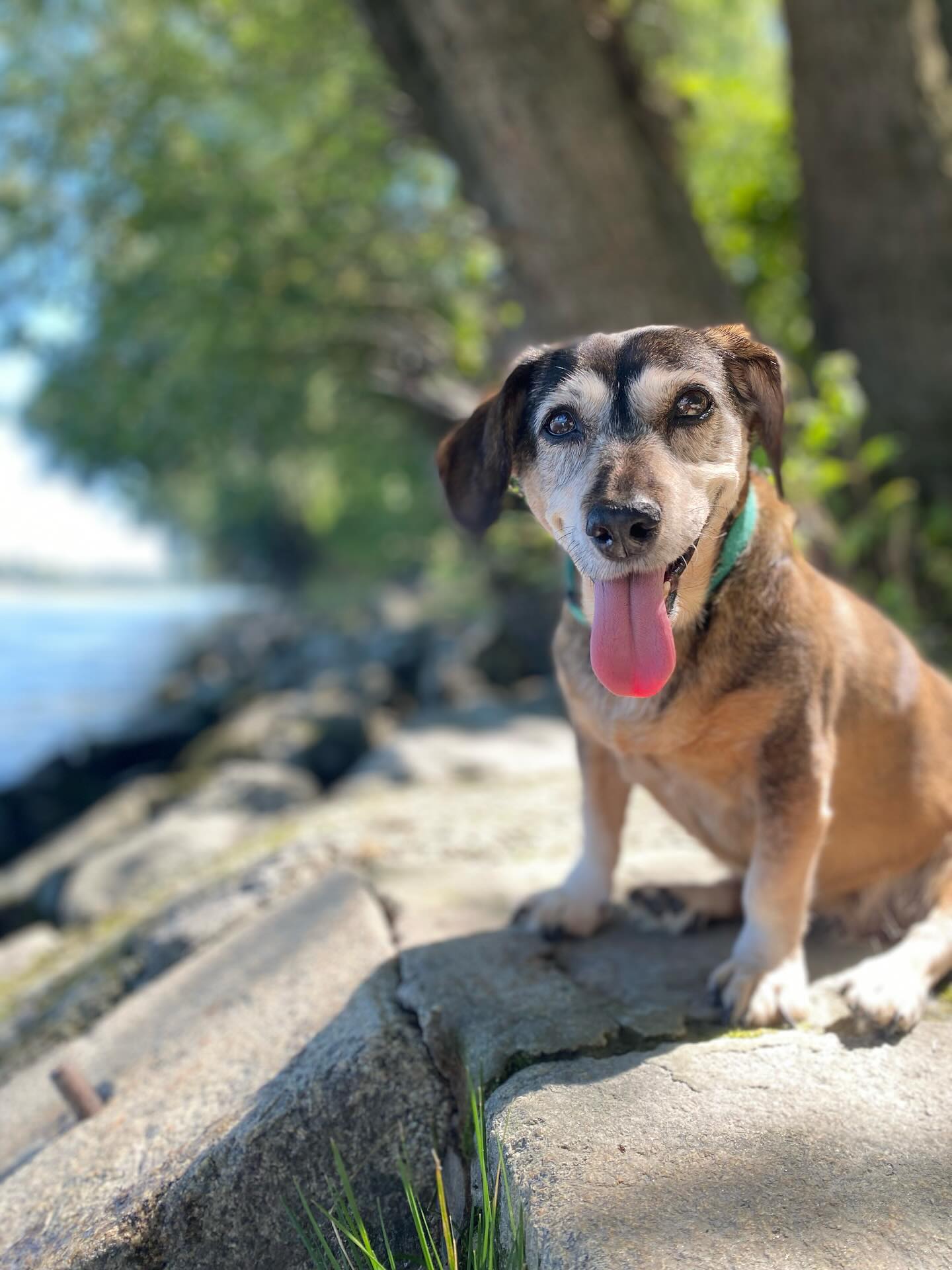 Finni+Donau=Glückseligkeit
So einfach ist das!
Mein Rechnung ist ähnlich.
Sandy+Donau=innere Ruhe
#innereRuhe #Grinberg
