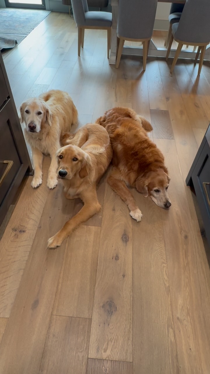 Just over here trying to make dinner. And I have a gallery that didn’t pay for admission. #dogs #cooking #food #salmon #fish #dinner #goldenretriever #inthekitchen #healthy #healthyfoods #healthydinner