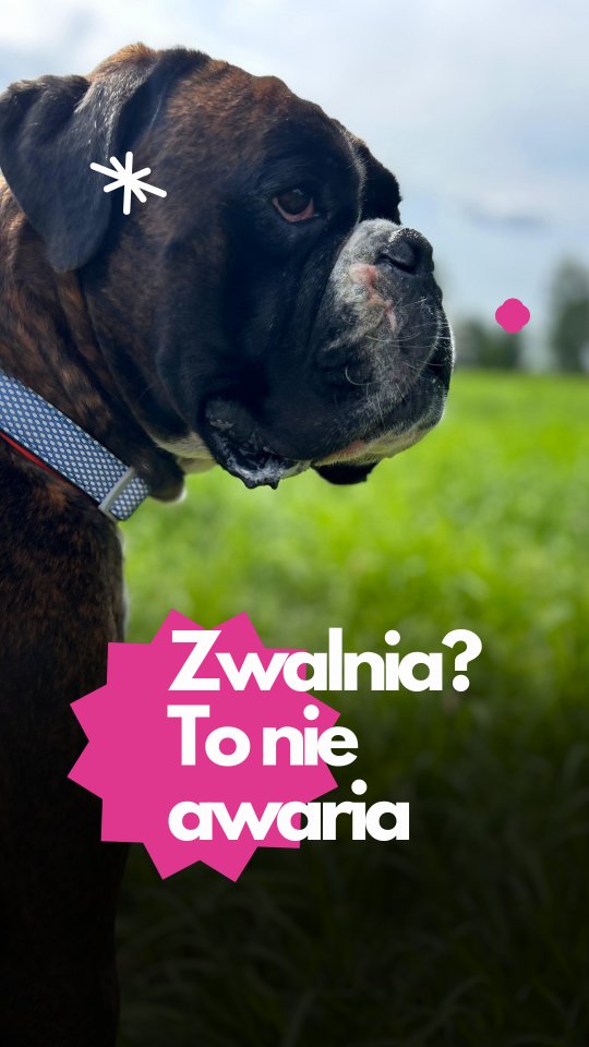 Czy pies może mieć gorszy dzień?
Oczywiście, że tak.
Czasem pies po prostu nie ma nastroju. Nie chce się bawić, nie szuka kontaktu, szybciej się denerwuje, częściej się wycofuje. W hotelu widzimy to wyraźnie – zwłaszcza przy nagłej zmianie pogody, po długim weekendzie, po dużej ilości bodźców albo w czasie upałów.
To nie musi oznaczać problemu. Tak jak u ludzi – zmęczenie, frustracja, rozdrażnienie mogą się pojawić i minąć. Ważne, żeby nie ignorować takich sygnałów i odpowiednio na nie zareagować.
Czasem oznacza to skrócenie a czasem wydłużenie spaceru. Czasem – przestrzeń na odpoczynek. Czasem – po prostu danie psu spokoju i czasu dla siebie. Czasem wspólne oglądanie otoczenia siedząc pod drzewem, a czasem przytulanki na kolanach.
W Merdu-Merdu traktujemy to jako część codziennej obserwacji. Bo dobry hotel to nie tylko miejsce, gdzie „pies się nie nudzi”. To też miejsce, gdzie pies i jego potrzeby są zauważane i szanowane.
👉 A Twój pies – jak pokazuje, że ma słabszy dzień?
#merdumerdu #psihotel #hoteldlspsa #opiekanadpsem #psibehawior #psierelacje #psieemocje #pieswhotelu #psiakomfort #pieslatem #psiesmutki