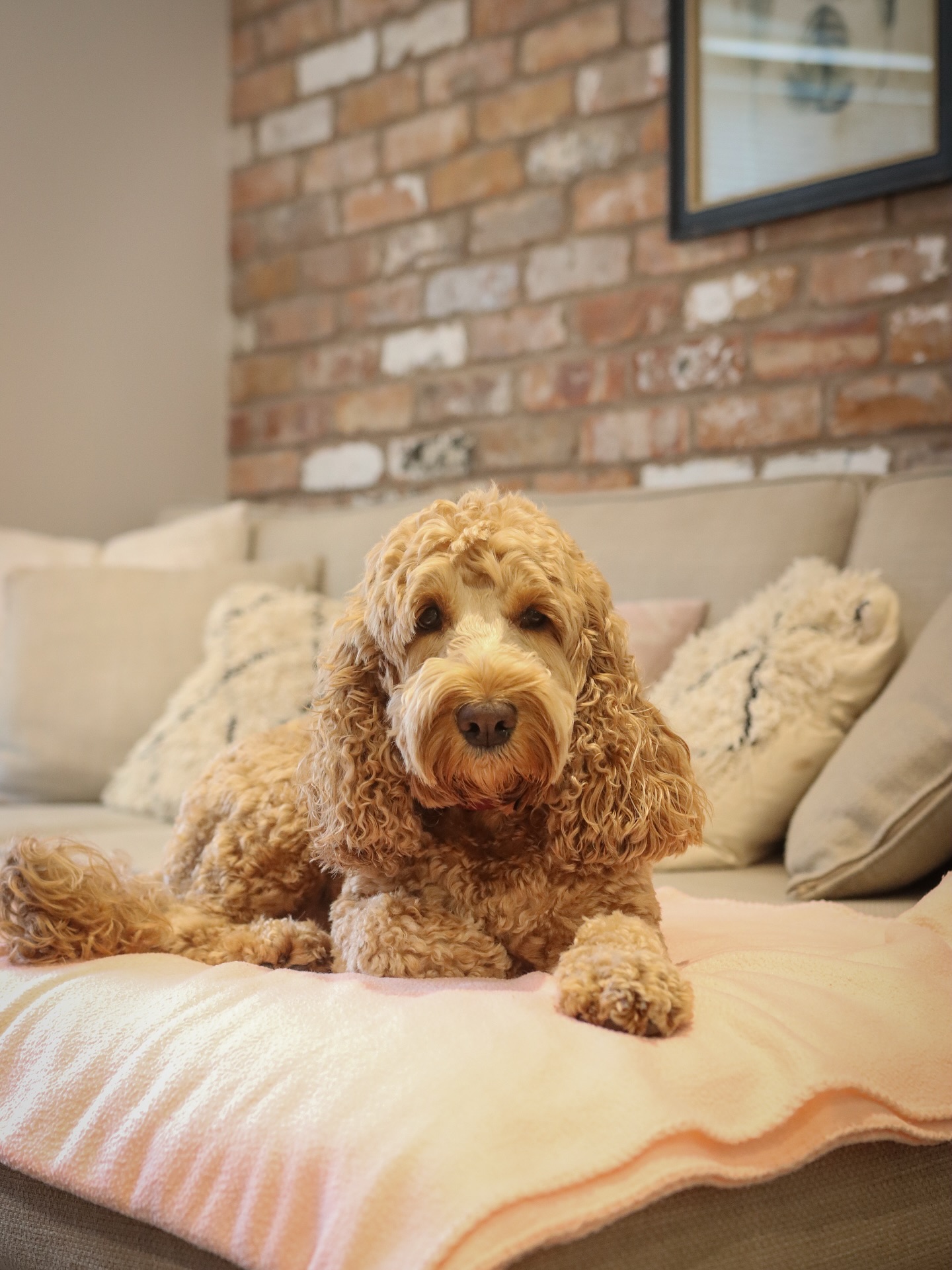 Curl up and get comfy at The Burrow 🛋️🧺🛁
Crumble certainly knows how to make herself at home @sandhole_cottages_cheshire from the soft throws to the warm rustic charm, every detail is designed for relaxing in the Cheshire countryside whether you’ve got two legs or four! 🐾🥾
Read all about our stay on our blog! 📖💻 (link in stories)
#dogfriendlystays #travelwithdogs #countrysideretreat #theburrow #sandholecottages