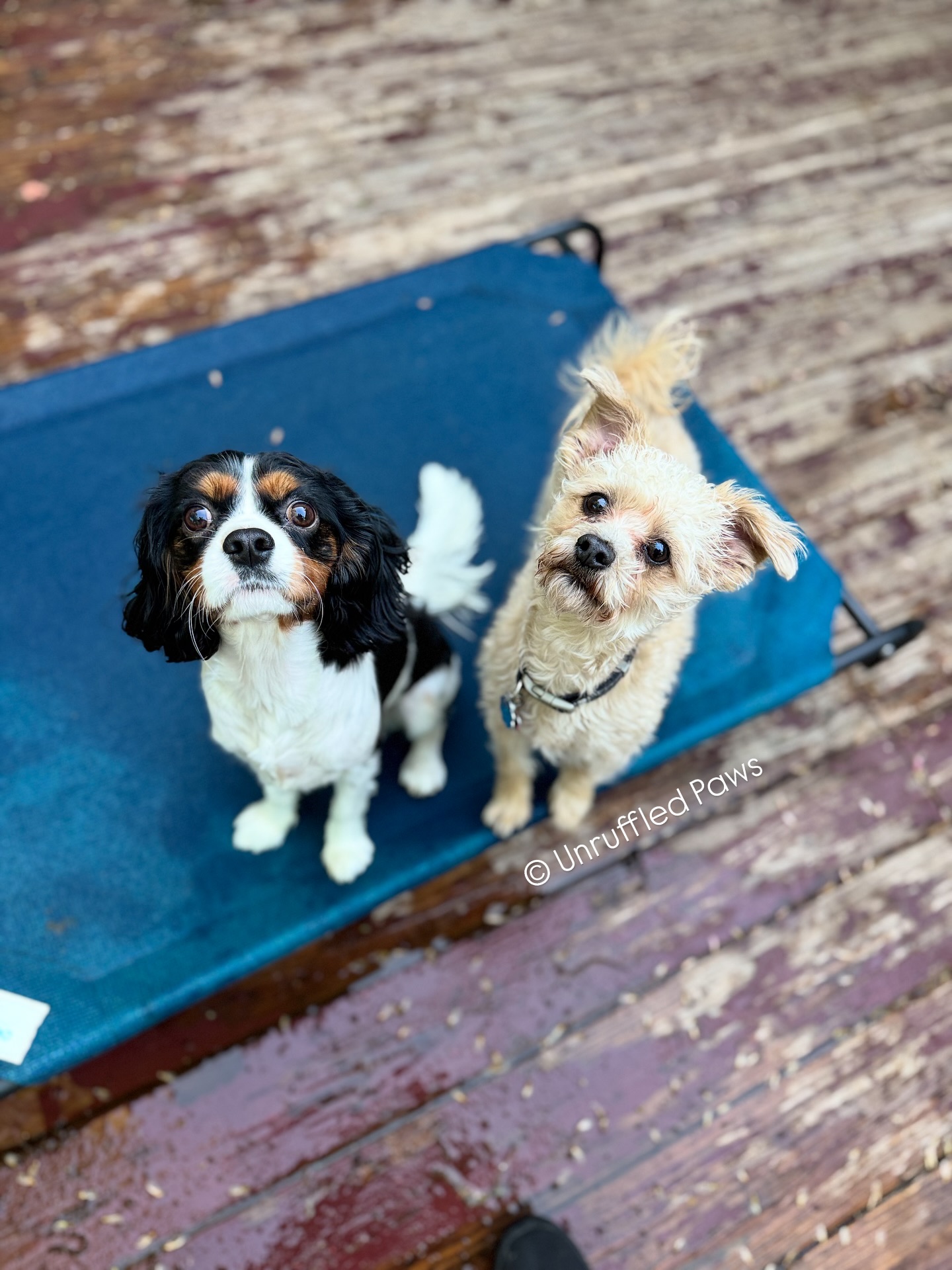 Charlie (left) and Coco (right) are brushing up on their manners today 🐾 While it might look like they’re just hanging out together, there’s a lot of training magic happening here:
🦴dog-to-dog socialization ✅
🦴staying neutral around each other ✅
🦴keeping focus and engagement on their handler ✅
🦴and holding that place command like pros ✅
Proud of these cuties for putting in the work and keeping it classy! ✨
#BoardAndTrain #UnruffledPaws #PlaceCommand #ImpulseControl #DogTrainingGoals #FocusAndEngagement #DogTrainerLife #DogTrainingJourney #SocializationSkills #GoodDogsInTraining #DogTrainingTips