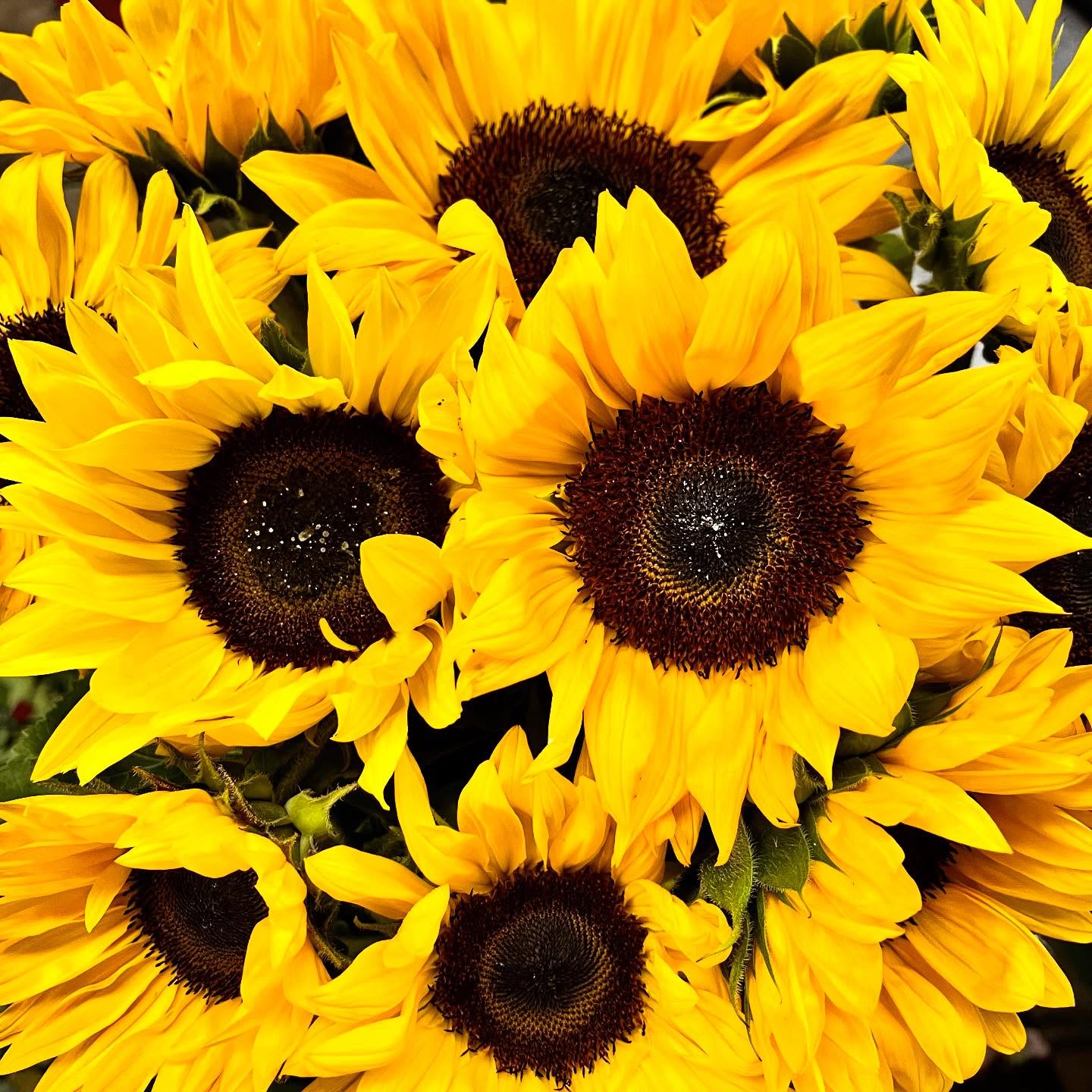 Let the sun shine through your heart 🌻☀️🌻 #sunflowerlove