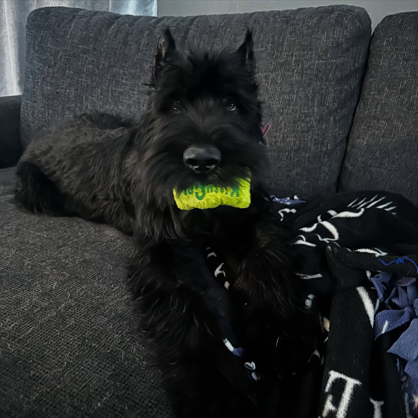 People ask me all the time if itās bad for dogs to be allowed on the couch and my answer is always the same! It depends! Whether itās a preference or whatās best for your dog Iāll never say never when it comes to couch time because in the end itās what you want and what works for your dog!
.
.
.
.
For information on our board and train feel free to check out our website and for our availability feel free to shoot us a message or give us a call! I look forward to working with you!
.
.
.
#satx #dogsofsanantonio #sanantoniodogtraining #dogtrainersofsanantonio #balancedtraining #dogtra #hermsprenger #sprengerusa #sprengercanine #puppies #trainyourdog #giantschnauzer