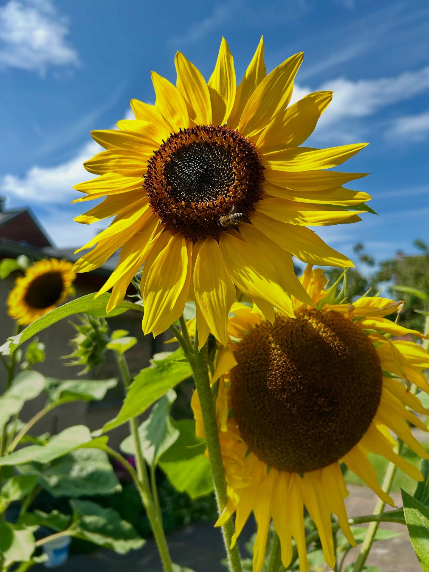 Heute mal kein Kunstwerk, dafür: our favourite sunflower… Sprach uns farblich direkt an mit ihrem leuchtenden Gelb vor dem hellblauen Himmel und den weißen Wölkchen. Und sogar mit Bienchen… Herrlich! 🌻🐝🌤️🩵
.
.
#thingswelove #sunflower #sunfloweroftheday #sunflowersofinstagram #beautifulsunflowers🌻 #happylittlebee #kaiserwetter #ukrainecolors #favouritesunflowers #iliketheflowers #sonnenblume #aonnenblumenliebe #sonnenblumenimgarten #naturesbeauty #schönheitdernatur