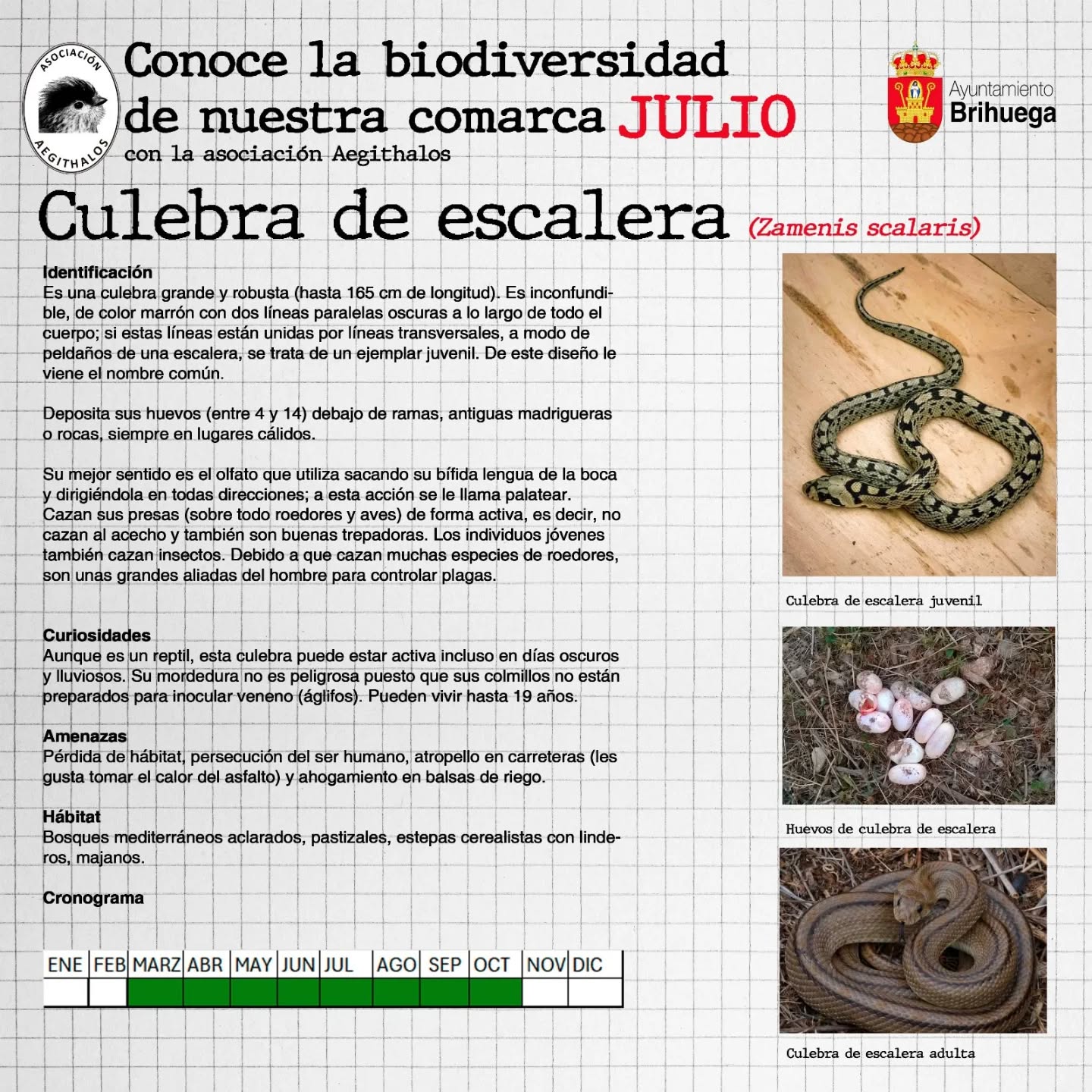 💚 Conoce la biodiversidad de nuestra comarca con la Asociación Aegithalos.
ℹ️ Cada mes descubre en la web del Ayuntamiento de Brihuega una nueva especie de la comarca. Descripciones, detalles y curiosidades de la biodiversidad de la zona.
🌐 Web Ayuntamiento de Brihuega: https://brihuega.es/especies_naturales/
📅 Julio: culebra de escalera.
#asociacionaegithalos #aytobrihuega #guadalajaraespaña #biodiversidad #culebradeescalera #zamenisscalaris