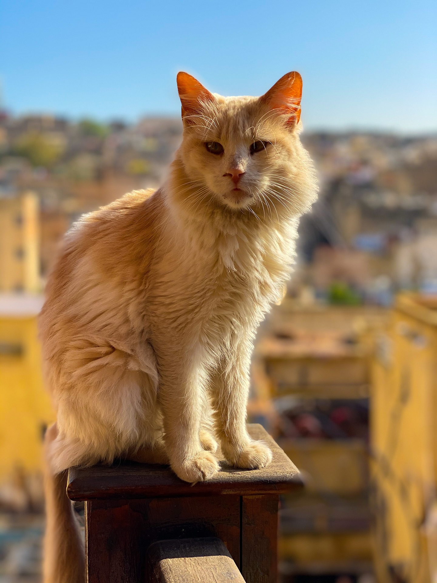 Every corner of the world has a cat with a story. From alley cats in Morocco to cafe cats in Lisbon and the laid-back cats of Chiang Mai, these furry locals always seem to cross my path.
Here’s to the unexpected cat companions who never let me pass without saying hello. Happy #InternationalCatDay to all the cats I’ve met.
#worldtraveler #cats #worldcats