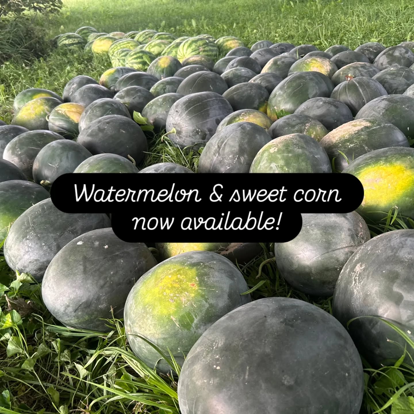 Starting tomorrow (Saturday, August 9) we will have watermelon 🍉 & sweet corn 🌽 available at @parkvillefarmersmarket @citymarketkc & the Leavenworth Farmers Market.