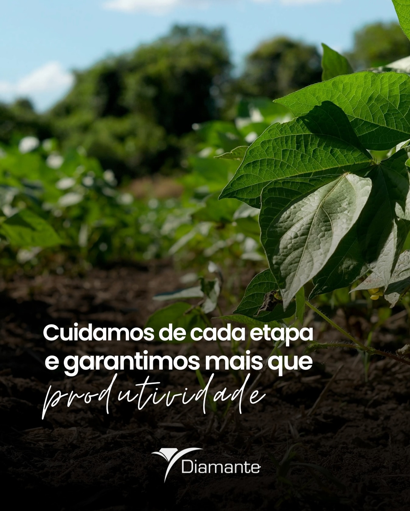 Cuidamos de cada etapa para garantir mais que produtividade confiança em cada safra.
garantimos
🌱 Porque produzir com responsabilidade é o que sustenta o agro do presente e
do futuro.
#diamanteagricola #agro #campo #soja #arroz #feijão