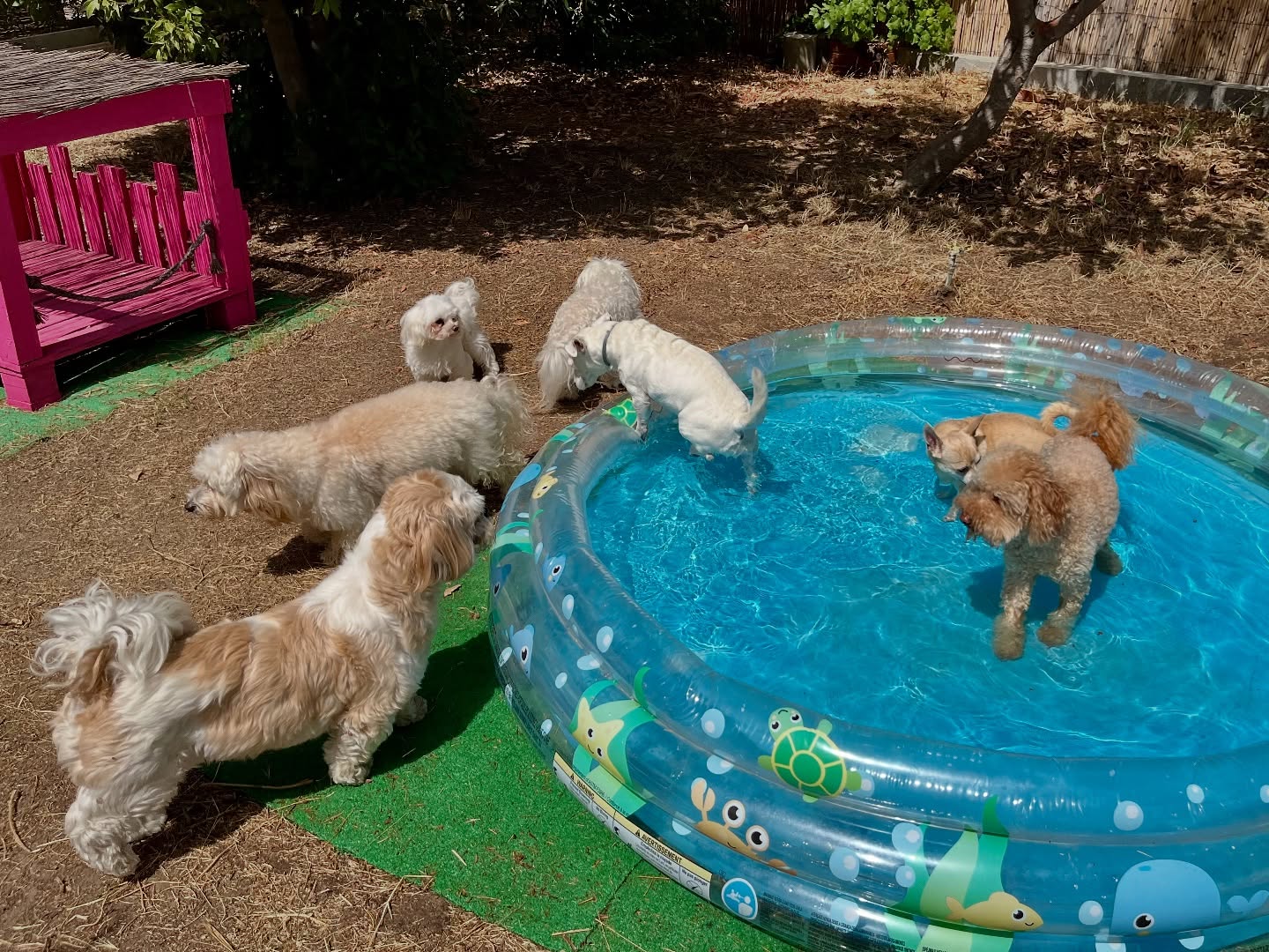 #cuidadoresdeperros #madrid #mascotas #españa #igersmadrid #perros #dogs #dogsofinstagram #perrospequeños #dogslife #dogfriend #fotosdeperros #comoencasa #vacaciones #doglover #pomeranian #chihuahua #caniche #bichón #bichonmaltes #shitzu #shitzulovers #pomerania #pomeraniaespaña #verano #verano2025 #summer