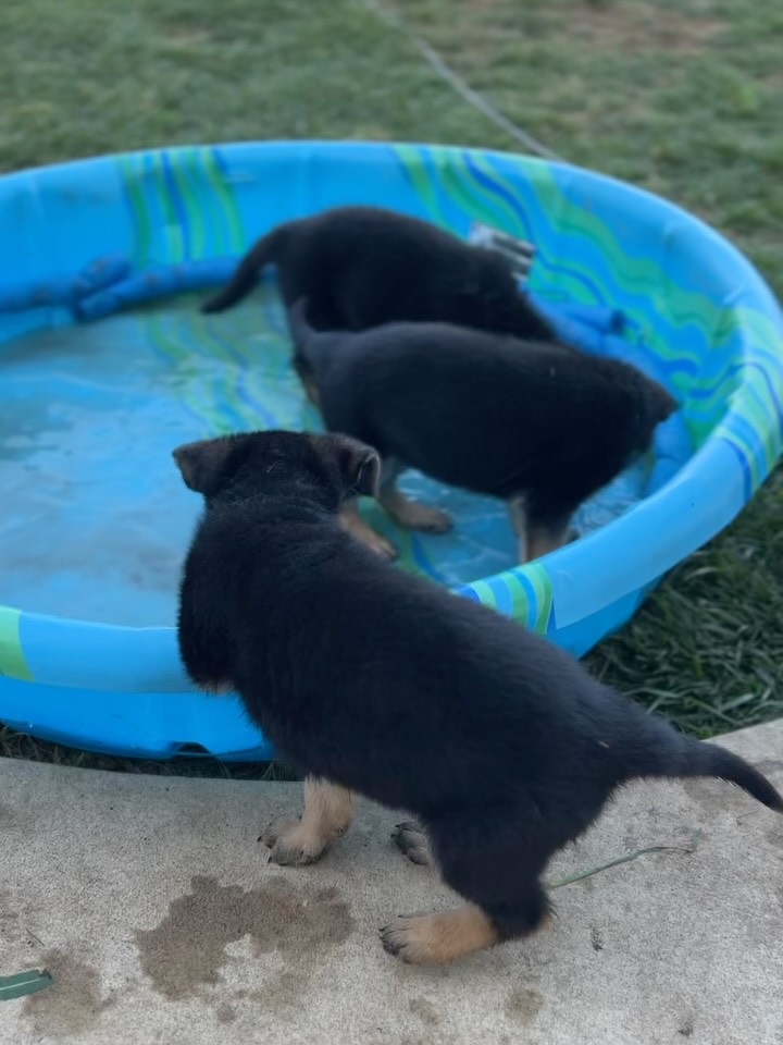 They are really enjoying the challenge and the water getting in and out of the swimming pool today!