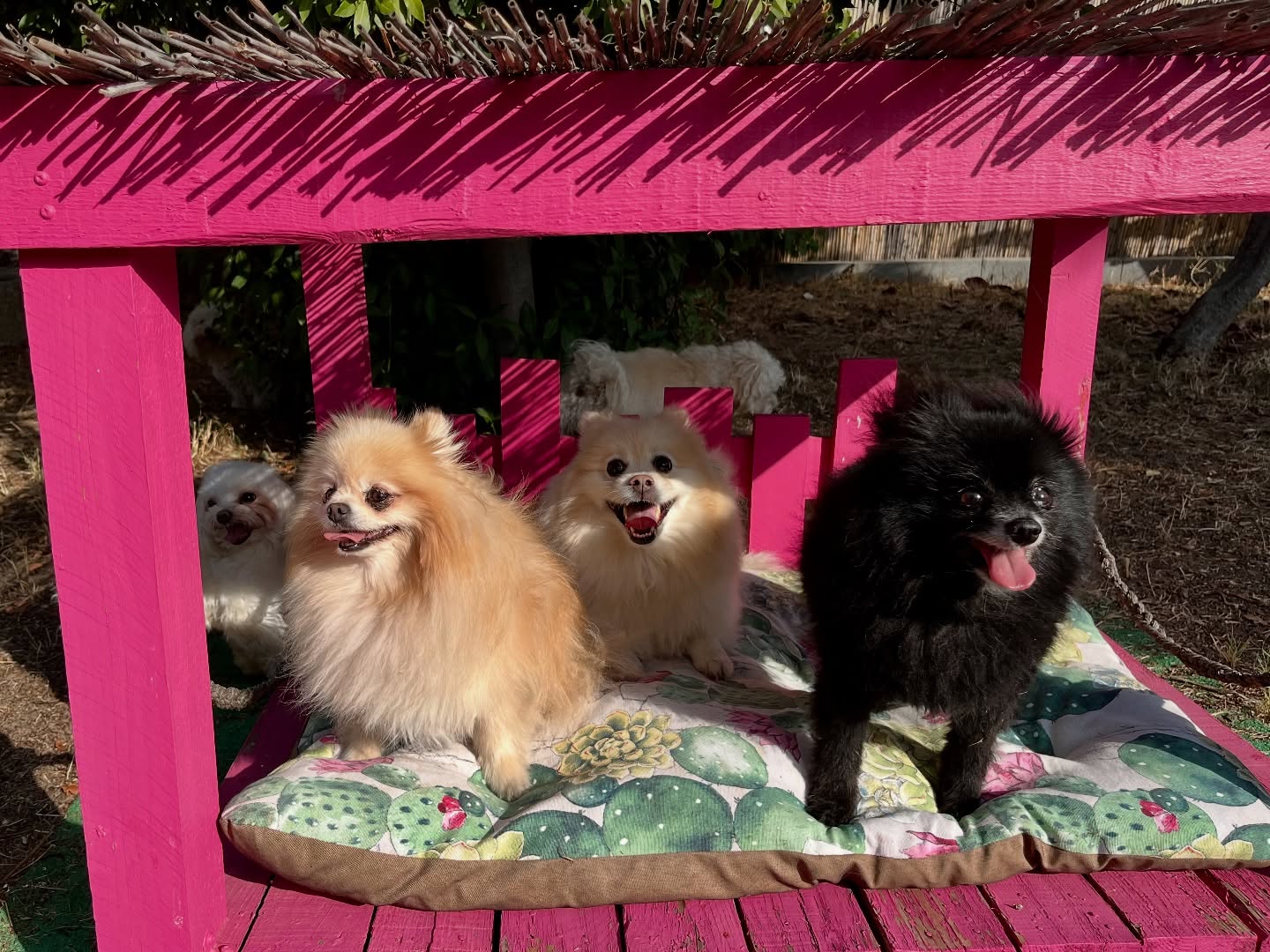 #cuidadoresdeperros #madrid #mascotas #españa #igersmadrid #perros #dogs #dogsofinstagram #perrospequeños #dogslife #dogfriend #fotosdeperros #comoencasa #vacaciones #doglover #pomeranian #chihuahua #caniche #bichón #bichonmaltes #shitzu #shitzulovers #pomerania #pomeraniaespaña #verano #verano2025 #summer