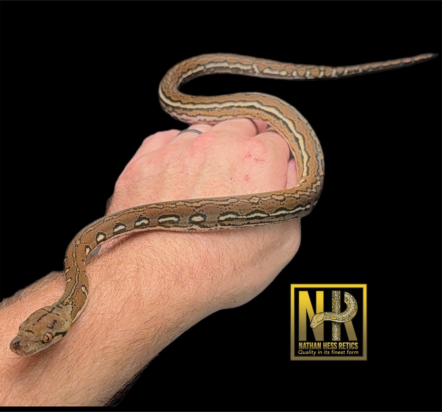 World’s first 50% Kayuadi SD Aztec Tiger and Aztecs!!! Poss het mocha/white. A couple pictures of 50% Kayuadi’s too.