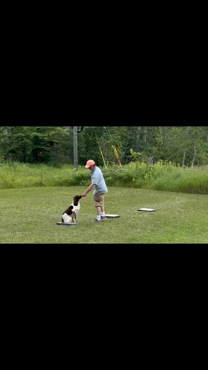 Meet Buzz, the newest English Springer Spaniel in training! 🐾 Today we’re keeping it simple yet powerful with place board drills—layered with clicker clicks and treats to build excitement and confidence. Training is all about trust, repetition, and positive reinforcement. Stay tuned as Buzz grows into a confident, well-mannered field partner!
By starting with these foundational drills—kept simple, calm, and rewarding—we ensure Buzz develops confidence, focus, and a joyful willingness to learn. Whether you’re preparing for field trials or simply seeking a well-mannered companion, our layered, positive approach sets the stage for success.
👉 Ready to give your spaniel the best start? Visit www.spanieltraining.com to learn more!
#SpringerSpaniel #SpanielTraining #ClickerTraining #PositiveReinforcement #PlaceBoardDrills #GunDogTraining #DogBehavior #PuppyTraining #DogTrainingTips #SpanielLife