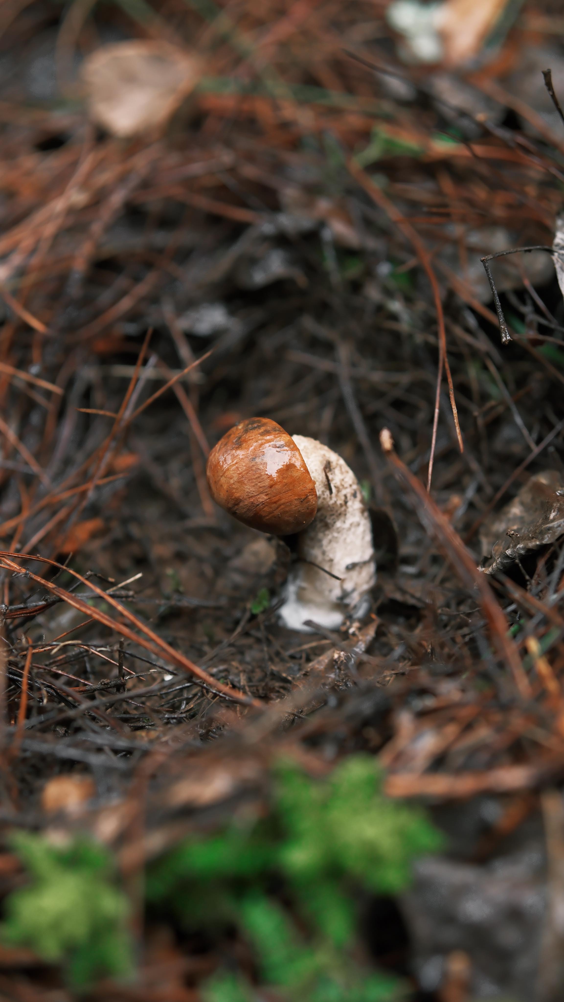 🌿 When Your Hike Feeds the Future: Wisdom Walks in Yunnan
Guided by Miao, Tibetan, Bai, and Naxi stewards — voices of the land teaching us to tread as grateful guests.
👣 Harvest Like a Guardian
Miao foragers’ rule: “Harvest one, spare one — let the forest dream on.” Bai herbalists read petal-scripted remedies; Tibetan trackers decode bird-song trails.
🍄 Deep-Mountain Feast: Zero Miles to Plate
In a snow-peaked timber courtyard, taste the mountain’s pulse:
“Edible landscapes” - foraged blooms & grains arranged like alpine poetry ✨
“Chef’s hidden wok” - VIP-only secret menu (lucky you!) with wild herbs picked hours ago 🌿
🥀 Fallen Branches, Rising Beauty
Transform storm-fallen wood into temporary forest shrines - loss reshaped into love.
❤️ Your Step Nourishes Roots.
Follow @woksandwonders where earth’s whispers become feasts.
#HarvestWithHeart #ZeroMileFeast #MiaoSecretWok #ForagedArt #MountainToTable #WildVIP #ChinaEcotourism #woksandwonders