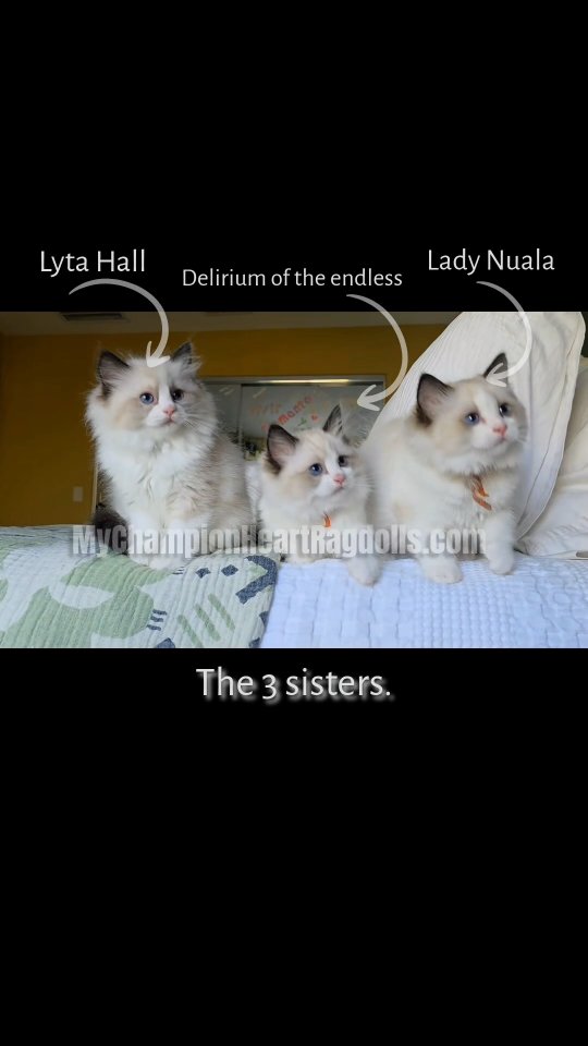 This litter was named after the Netflix series Sandman. A little dark and sweet woven in these bundle of furry-joy. I hope you enjoy their dreamy names as I share more videos. Follow to keep track
I’m a small Ragdoll breeder in Southern California.
If you’re interested in a kitten, please email me your Pre-Application Questionnaire (only send one per family). Families pick in the order they joined waitlist, and my waitlist is only for the litter itself, never for future kittens - so it’s never a long wait. Once kittens are evaluated, those on the waitlist move to the next step, officially reserving a kitten.
📧 MyChampionHeartRagdolls@gmail.com
#mychampionheartragdolls #mychampionheart #小猫萌萌哒 #2montholdkittens #sealbicolorragdollkittens