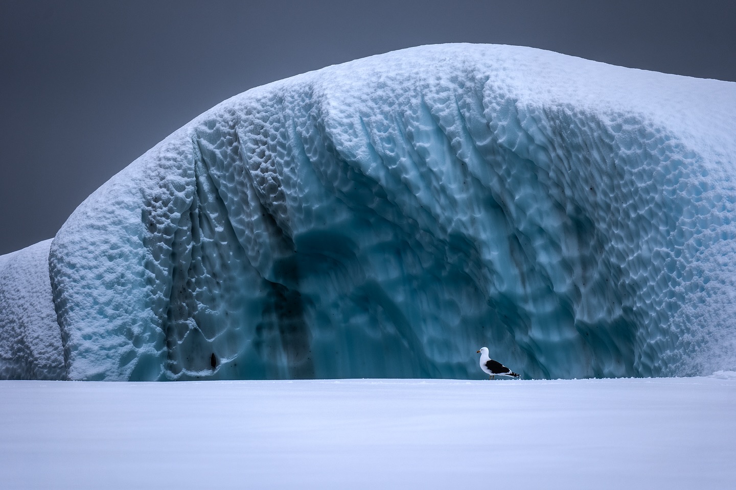 Note d’expédition. Un jour, la banquise.
#Antarctica #NaturePhotography #WildlifePhotography #TravelPhotography #OceanPhotography
#PolarPhotography #IcyWorld #SnowAndSea #ColdBeauty #NatureBrilliance #PortCharcot #ExpeditionPhotography #GlaceEtMer #BanquiseAustrale #ExplorationPolaires
