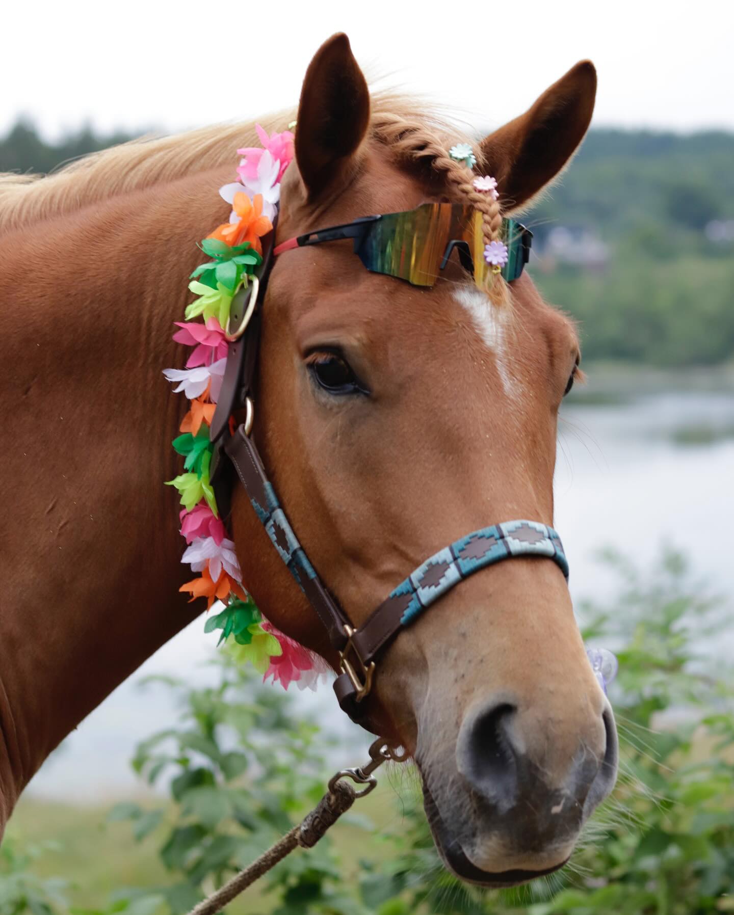 Cool sommer pony😎⛱️☀️ #danmarkssjovesteridelejr #østerlundridelejr #østerlund