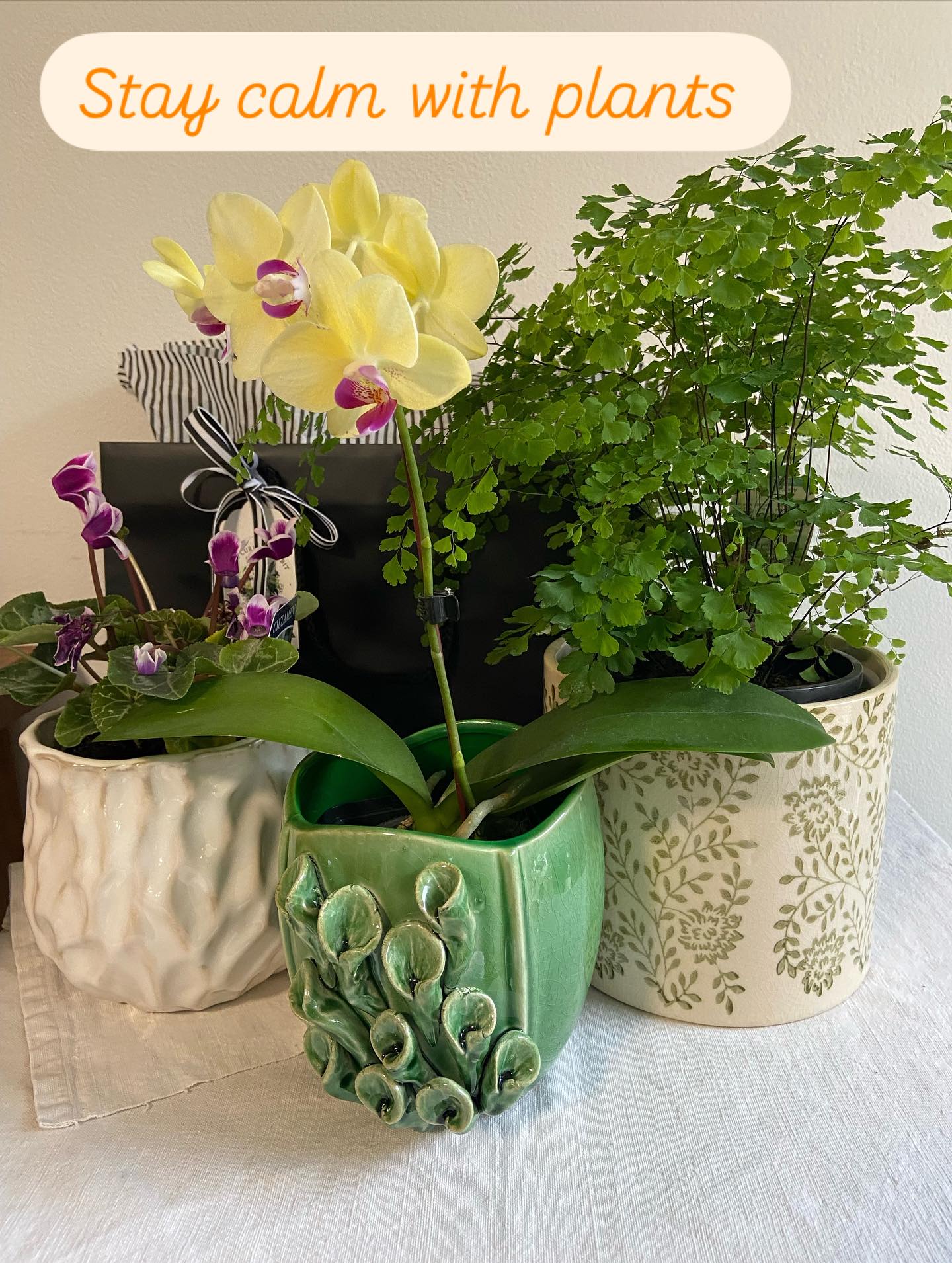 The presence of plants in our home or at work have a calming effect. Plants connect us with nature and make us feel happy. This makes plants the perfect gift. We have an assortment of plants in beautiful planter pots available for delivery to family and friends. Order on the website: https://www.thecuriousrabbitflowershop.com.au #thecuriousrabbitflowershop #balmainflorist #flowersandgiftdelivery #rozelleflorist #leichhardtflorist #drummoyneflorist #gladesvilleflorist #plantsmakepeoplehappy🌿 #sayitwithflowers #annandaleflorist #sydneyflorist