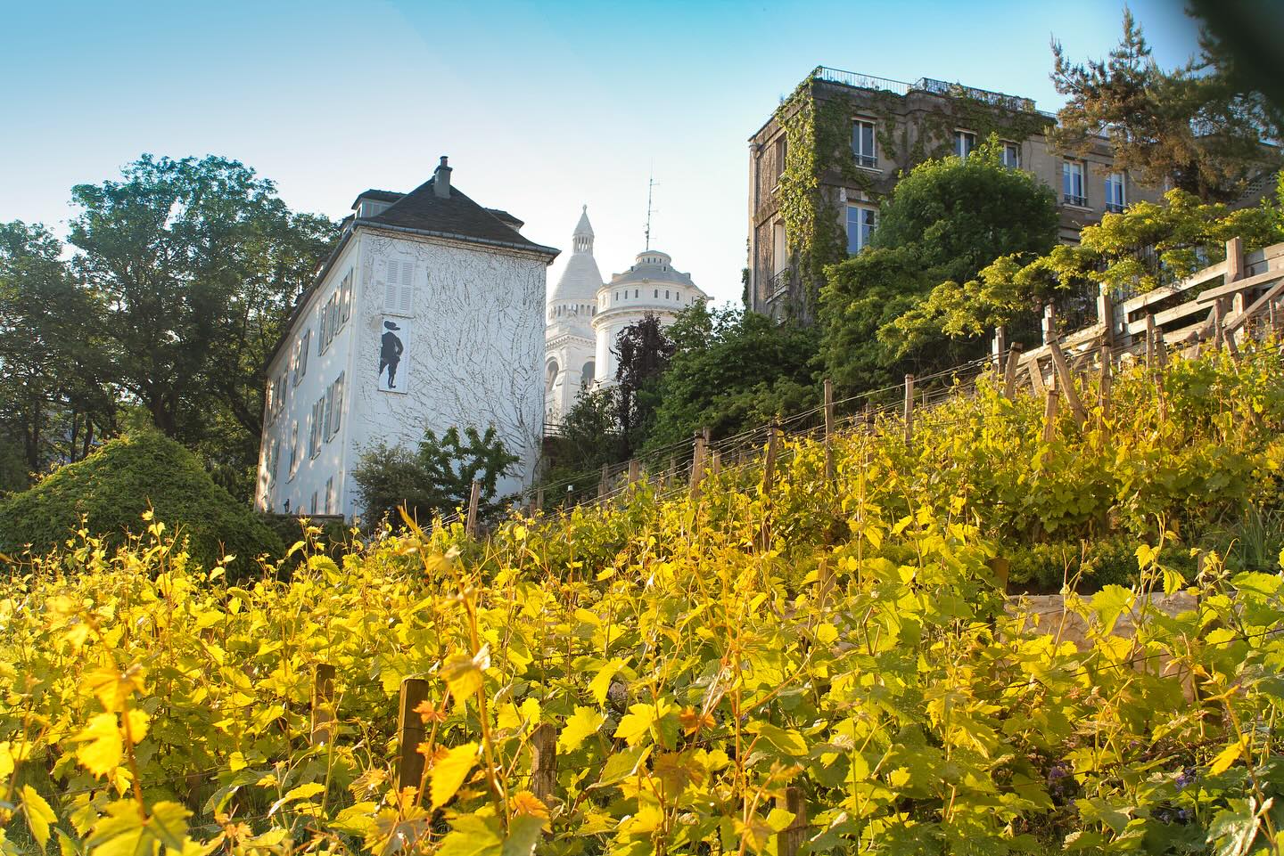 The last vineyard in Paris 🍷🍇 #montmartre
#leclosmontmartre #parisvineyard #montmartre #montmartreparis🗼️🇫🇷 #hiddenparis #parissecrets #parissecret #secretparis #vineyards #vineyardsofinstagram #ruebellevue