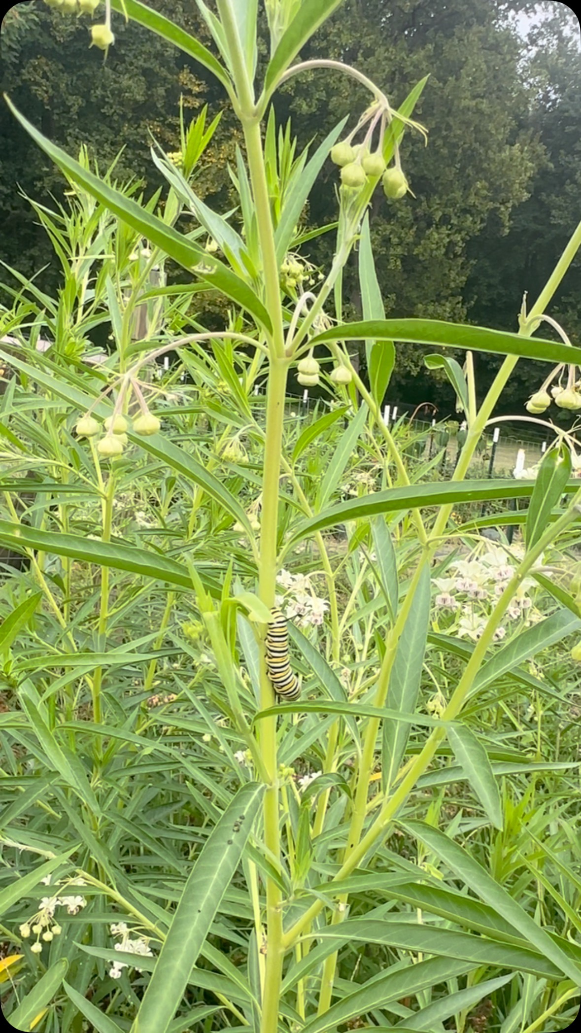 Monarch Poop! There are at least 80 caterpillars that I was able to count quickly in the āHairy Ballsā patch of the garden. They are in the #milkweed family- Iām so so excited to host the beautiful bbs! We usually get more swallowtails who hang out on our dill plants. Itās a #pollinator party out here!!
#flowerfarm #smallfarm #butterfly #monarch