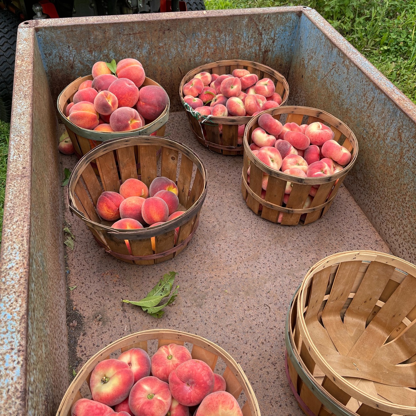This weekend starting Friday we have fresh veggies from local farms. We have Multiple varieties of peaches! Harmony Cider Press also has McCutcheon's jarred food products and new this week is local honey from young lady from the top of Scotts mountain just above the orchard! @harmonyciderpress @captarthur28 #loringpeaches #saturnpeaches #donutpeaches #whitepeaches #njfarmtotable #fordtractors #localhoney