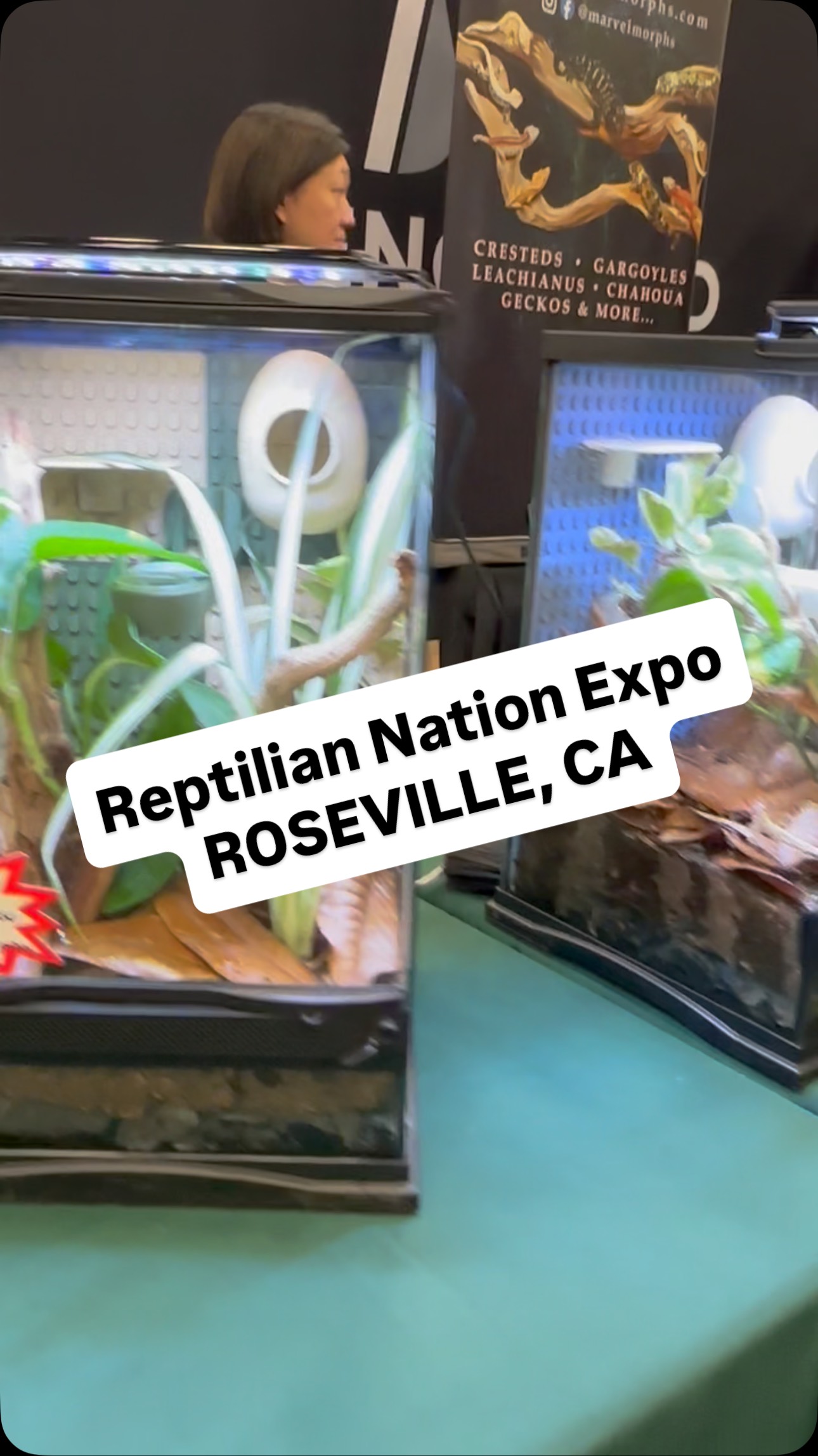 Are you ready for day 2? Sunday #funday at #reptiliannationexpo at #rosevilleca. Come check out #marvelmorphs for your #firstgecko or next #crestedgecko and all the #geckosupply you need.