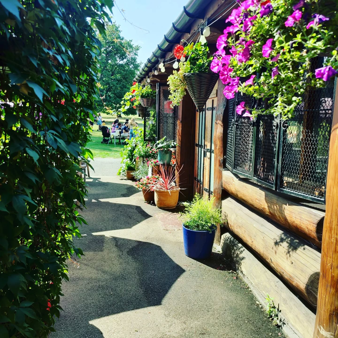 Fresh nutritious salad in the sun πππ₯πΊ
.............................................................
#sunnyhillcafe #sunnyhillpark #fypppppppppppppppppppppppppppppppppppppppppppppppppppppppppppppppppppppp #instacafe #londonfoodies #londonfoodblog #salad #summersalad #healthyrecipe #salads #nutrition #vitamind #garden #cafeinthepark #nature #naturecafe #hendon #brunch #lunch #π₯