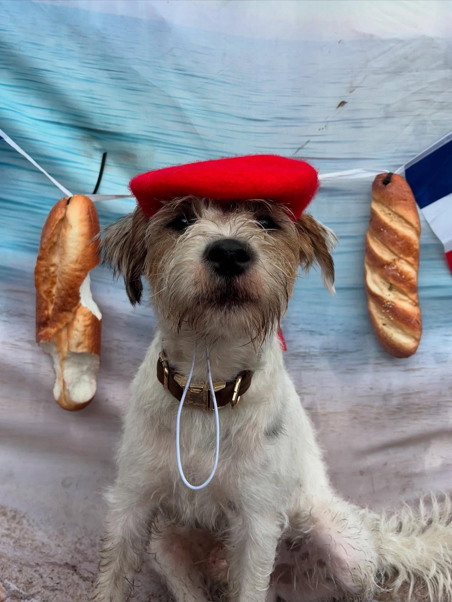 Ooh la la, what a week! 🇫🇷☀️ Our pups soaked up the seaside chic of the French Riviera with Parisian picnics, pup patisserie sniffing games, and sunny strolls. Très chic, très paw-some! 🐾🥐 #FrenchieRiviera #PawrisianPups #ChicAndCheerful