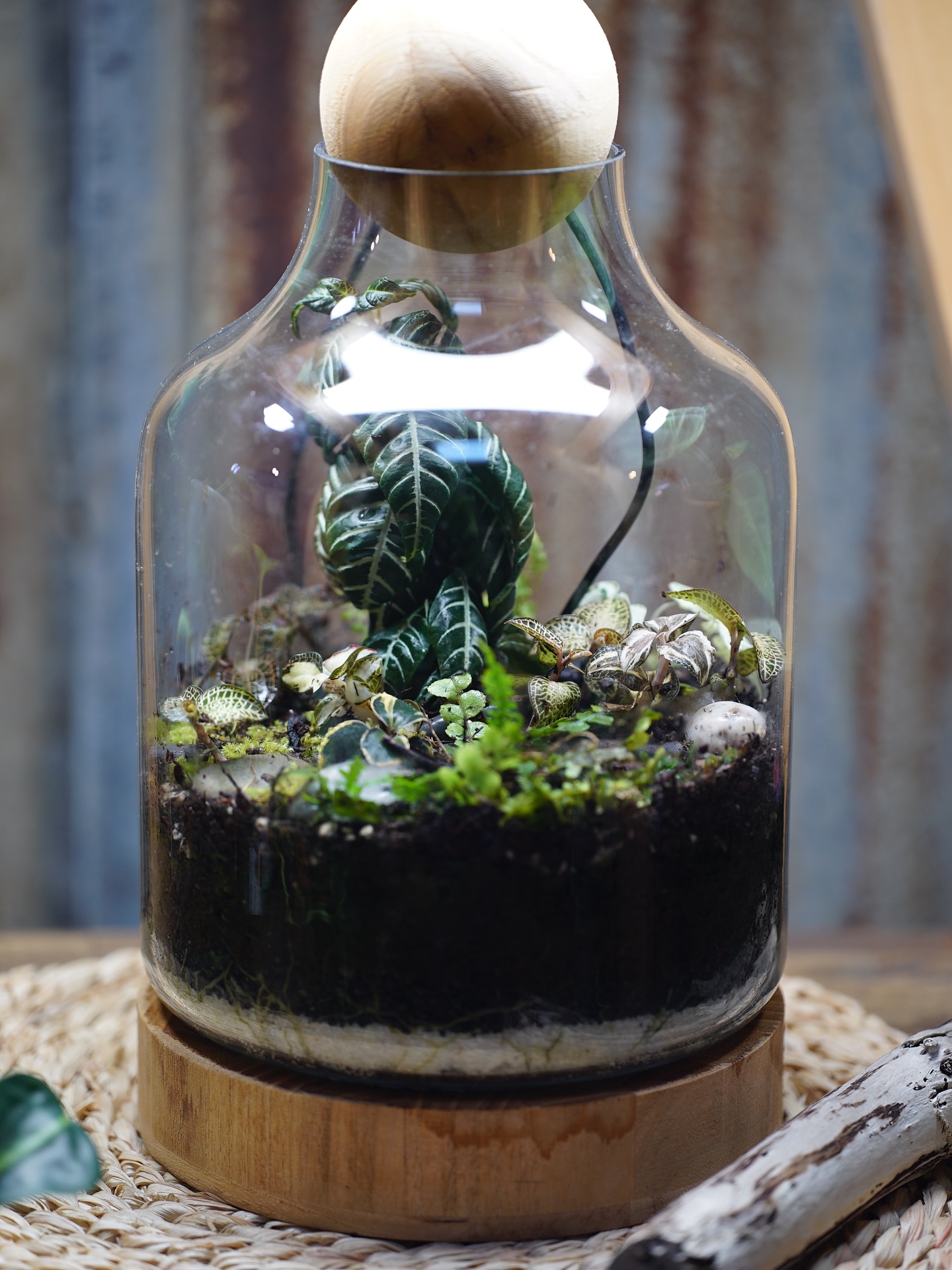 My Jewel orchid terrarium featuring foraged moss & ferns from my favourite bush walk in Muriwai. What an awesome way to display these gorgeous plants. Check out the new range of Jewel Orchids on the Urban Botanist website.