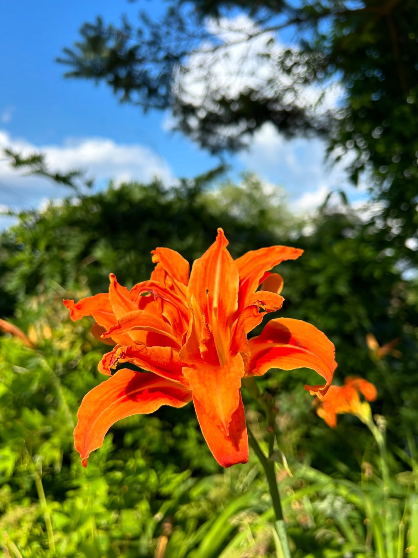 Lilies in bloom at Willow Vale 🌿