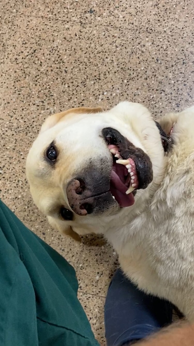 ✨ La història de superació del Raikko ✨
🐕 Un labrador de 9 anys que va arribar a la clínica molt dèbil perquè no menjava i vomitava tot el que intentava ingerir❤️🩹. Després de les proves diagnòstiques, i en particular amb l’ajut de l’ecògraf 🩻, vam descobrir la causa✅: un tumor a l’intestí que li bloquejava el pas del menjar✋🏼.
🔪 Amb una cirurgia d’urgència (enterectomia) i molta atenció postoperatòria 🤲🏼, al cap d’un dia ja tornava a menjar… i al cap de dos dies, ja era un altre gos! 🐾💛
🧬 Els resultats van indicar un tumor estromal gastrointestinal (GIST) / leiomiosarcoma.
📚 Ambdues són neoplàsies poc freqüents en gossos que s’originen a la paret intestinal. El leiomiosarcoma deriva del múscul llis de la capa muscular, mentre que el GIST prové de les cèl·lules intersticials de Cajal.
💉 El tractament principal és quirúrgic, amb extirpació completa i marges adequats, i en aquest cas es va optar per un protocol de quimioteràpia adjuvant.
📊 El pronòstic varia segons el tipus tumoral, mida, localització i si existeix metàstasi en el moment del diagnòstic.
⏳ Quatre mesos més tard, li donàvem l’alta amb el càncer en remissió completa 🙌🏼✨
Avui, el Raikko gaudeix de la vida com abans 💪🐶🌿
#CasClinicVeterinari #HistoriesQueCuren #OncologiaVeterinària #CirurgiaVeterinària #GIST #Leiomiosarcoma #LabradorRetriever #Veterinària #CuraAnimal #VetsOfInstagram #PetCare