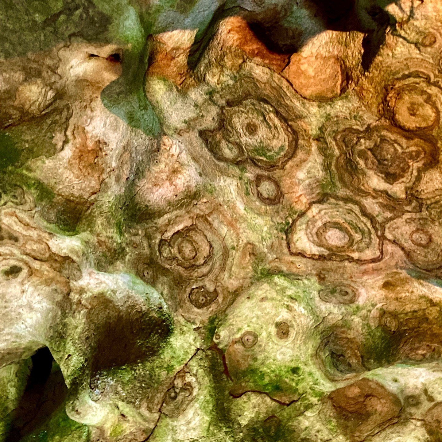 Er heult wieder. In den heimischen Wäldern, aber auch im kollektiven Gedächtnis des Menschen. Der Wolf. Seit Jahrtausenden hat er sich da festgebissen. Als Symbol des Bösen und des Krieges wurde er zum Urfeind, und in der Moderne selbst einem fast endgültigen Vernichtungskrieg ausgesetzt.
Ich bin über die Lektüre eines wunderbaren Romans und darin eines Gedichts von Georg Trakl auf diese merkwürdigen Projektionen auf den Wolf gestoßen. Der Krieg, der über die Menschen hereinbricht wie die Wölfe durch die Toren der Stadt. Aber lest doch einfach selbst... https://www.artanalog.de #lesen
#lesetipp
#leseliebe
#lesestoff
#leseratte
#Lesespaß
#literatura
#literaturliebe
#buchtipp
#buchempfehlung
#buchblogger
#buchliebe
#bücherliebe