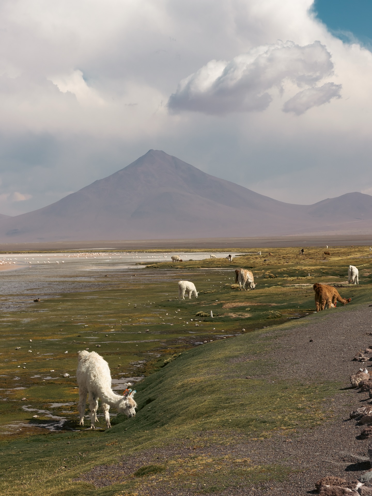 After exploring the Atacama desert, we left Chile behind and made our way into Bolivia to start our new adventure: 3 days on a jeep driving across barren and deserted landscapes surrounded by volcanoes and quinoa fields interrupted by the occasional geysers and friendly llamas, with one destination: Uyuni salt flats!
🏜️
#bolivia #uyunisaltflats #uyuni #sanpedro #chile #travel #adventure #lagunablanca #lagunaverde #soldemañana #salvadordalidesert