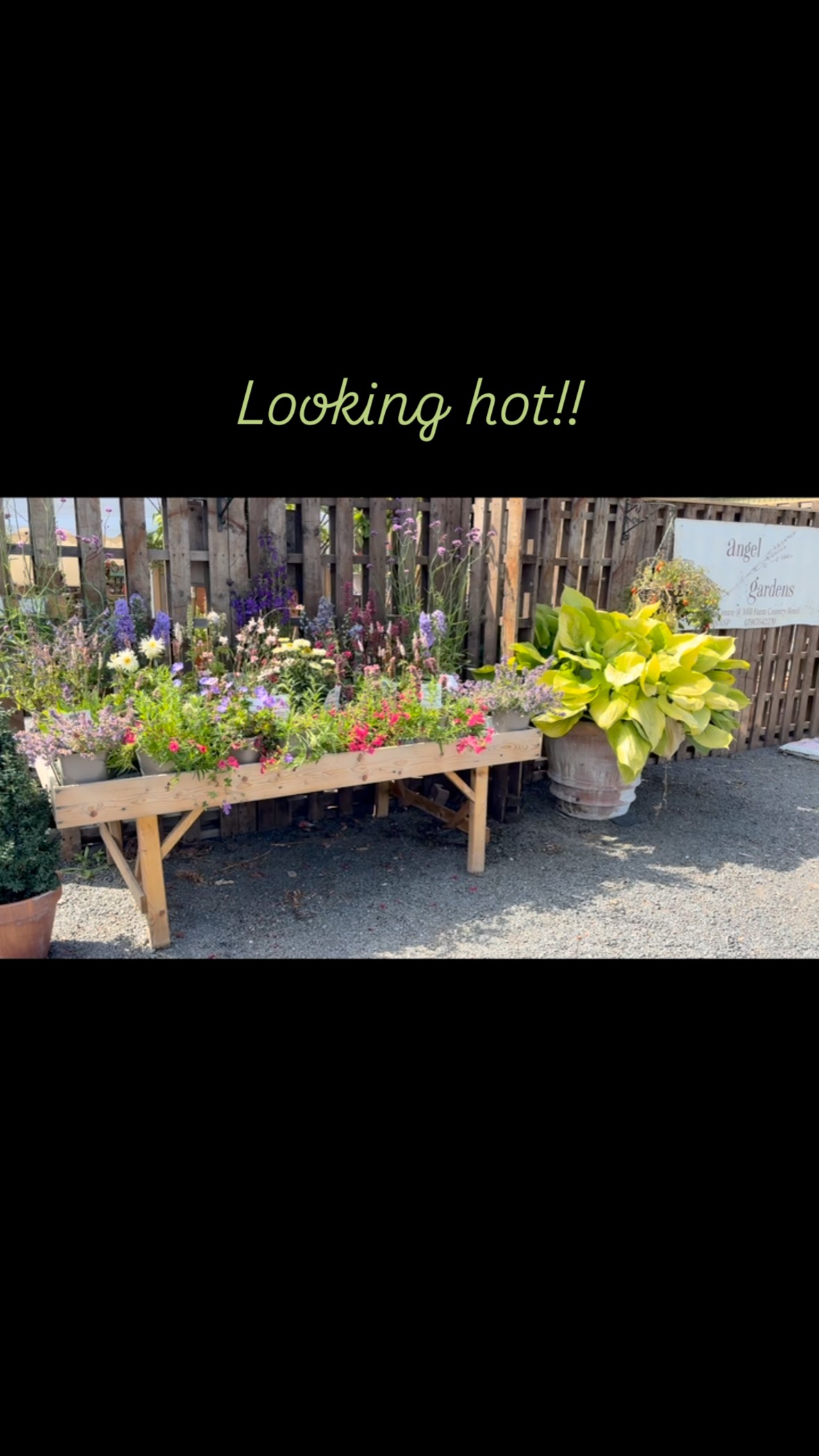 More deliveries in this week of some stunning perennials looking amazing in the sunshine ๐ #independentgardencentre