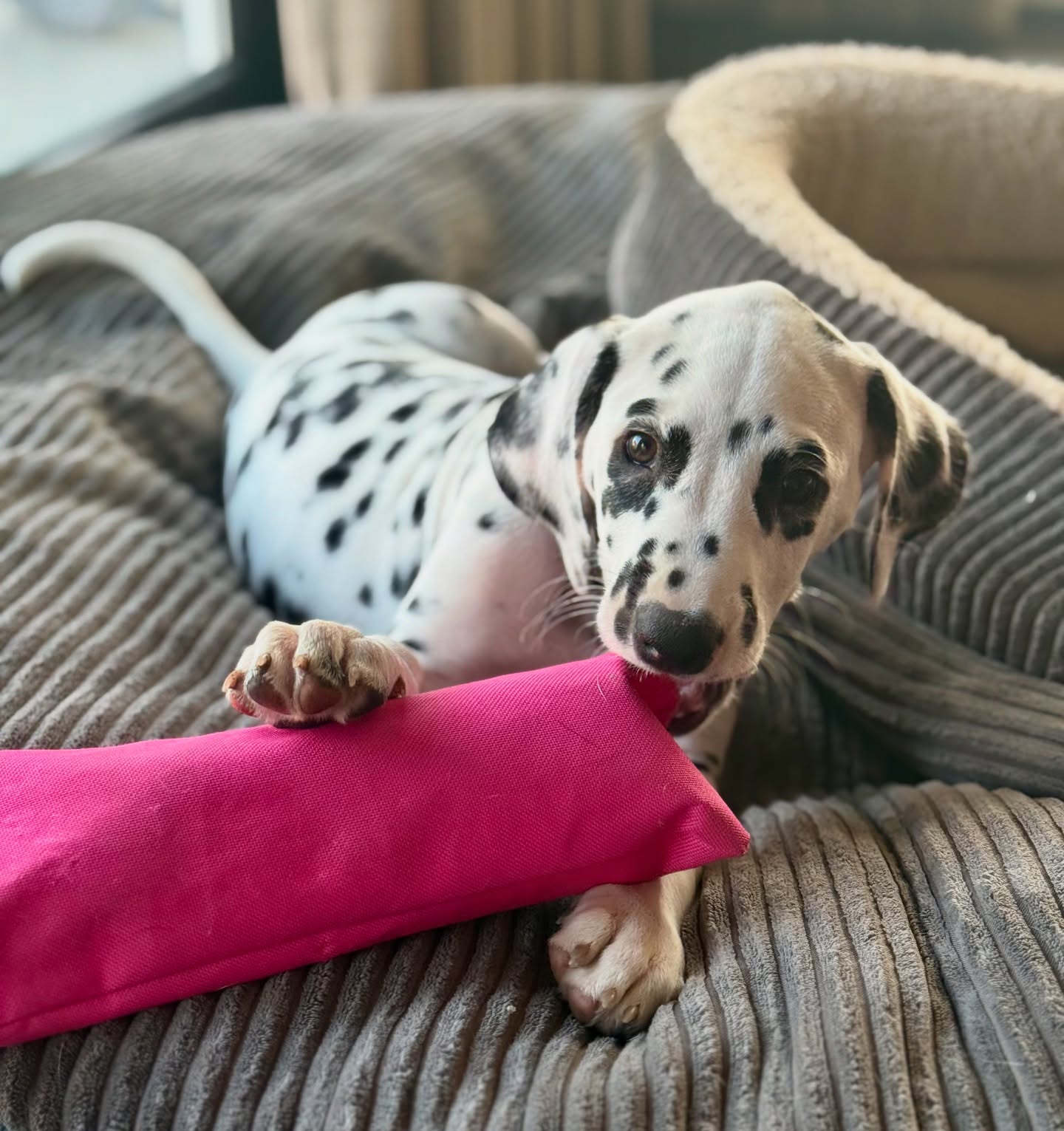 En toen waren het er nog maar 4…
Charming Raven My Spotted Heart Dream aka Noosa😍 is vandaag ook verhuisd
#meteenlacheneentraan #kleinepupswordengroot