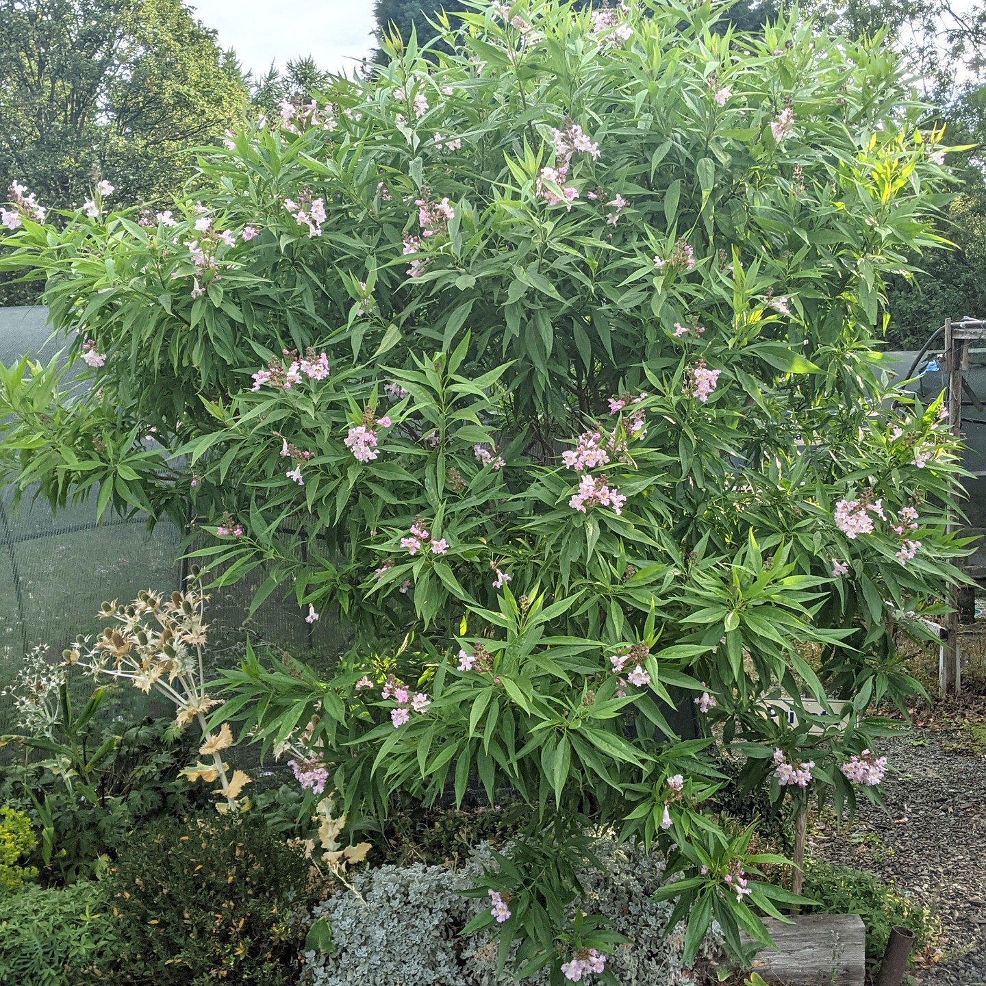 X Chitalpa Tashkentensis 'Summer bells' a 7' tree that likes this summer's heat and Tigridia pavonia and the white form. They both seed around gently.