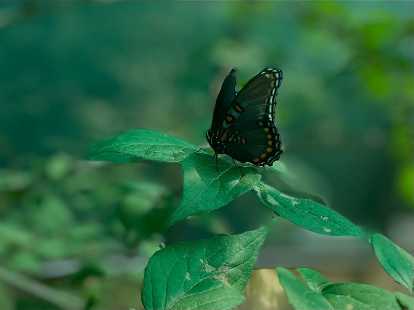 Butterflies at Franklin Park Zoo