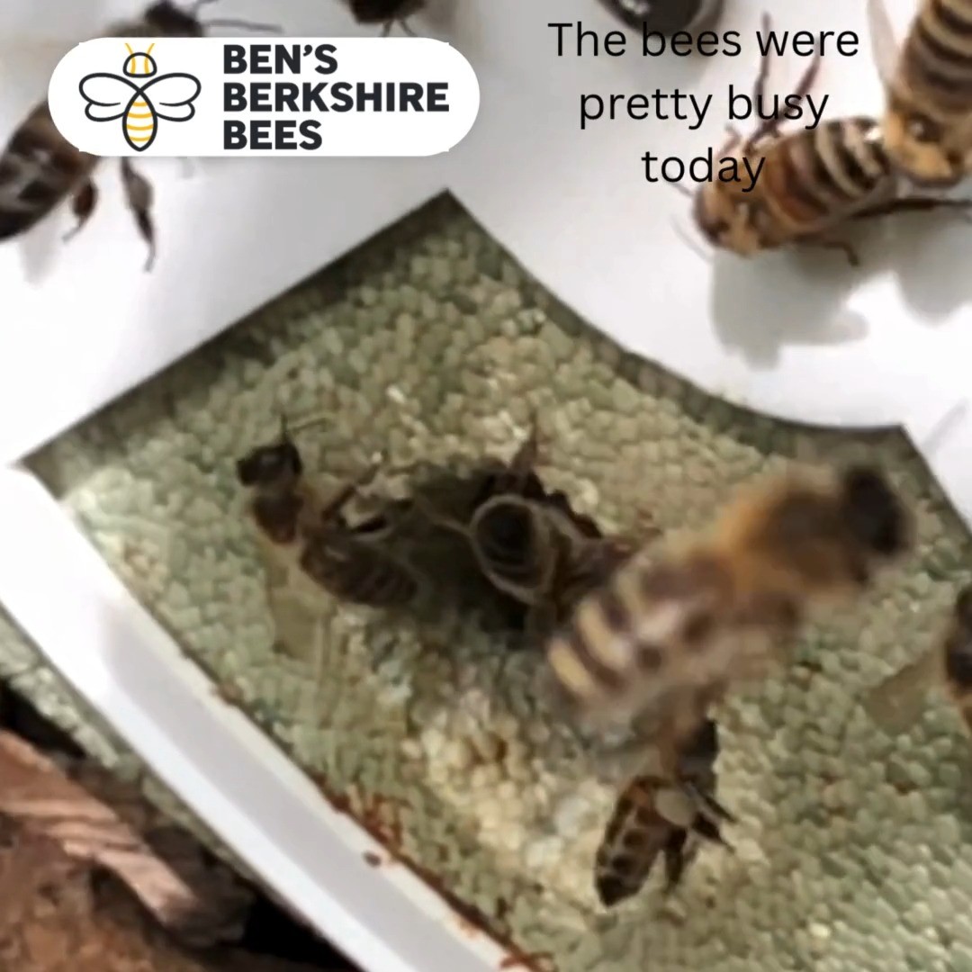 Can you spot the bee with orange pollen in the pollen basket on her rear legs?