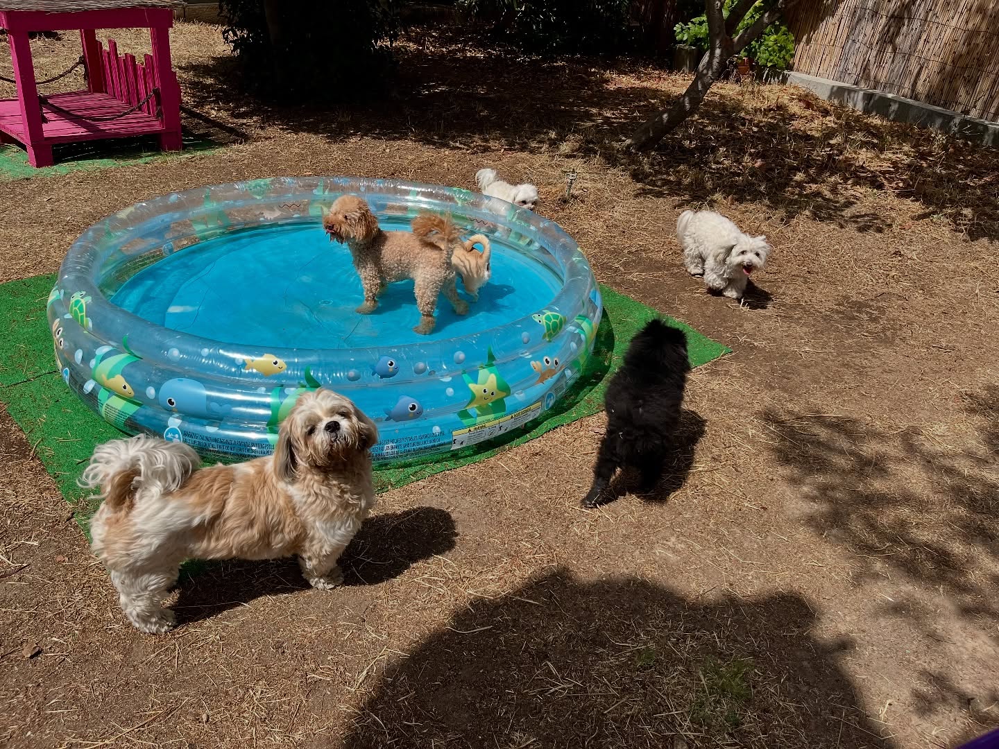 #cuidadoresdeperros #madrid #mascotas #españa #igersmadrid #perros #dogs #dogsofinstagram #perrospequeños #dogslife #dogfriend #fotosdeperros #comoencasa #vacaciones #doglover #pomeranian #chihuahua #caniche #bichón #bichonmaltes #shitzu #shitzulovers #pomerania #pomeraniaespaña #verano #verano2025 #summer