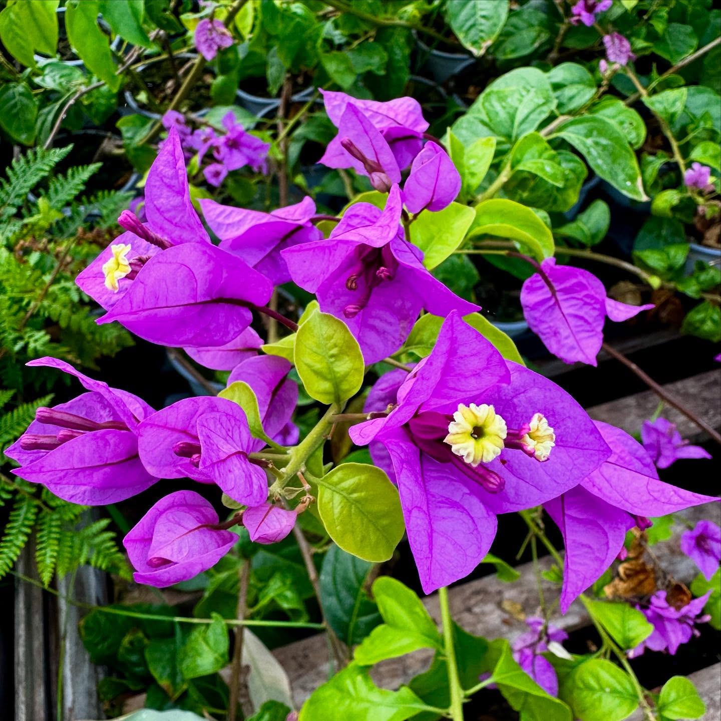 Bougainvillea violet de mèze, apparently the hardiest Bougainvillea down to -9c… we will test it this winter, but for now full of flowers! 🌺 #bougainvillea_evergreen #plantsplantsplants #plantsplantsplants