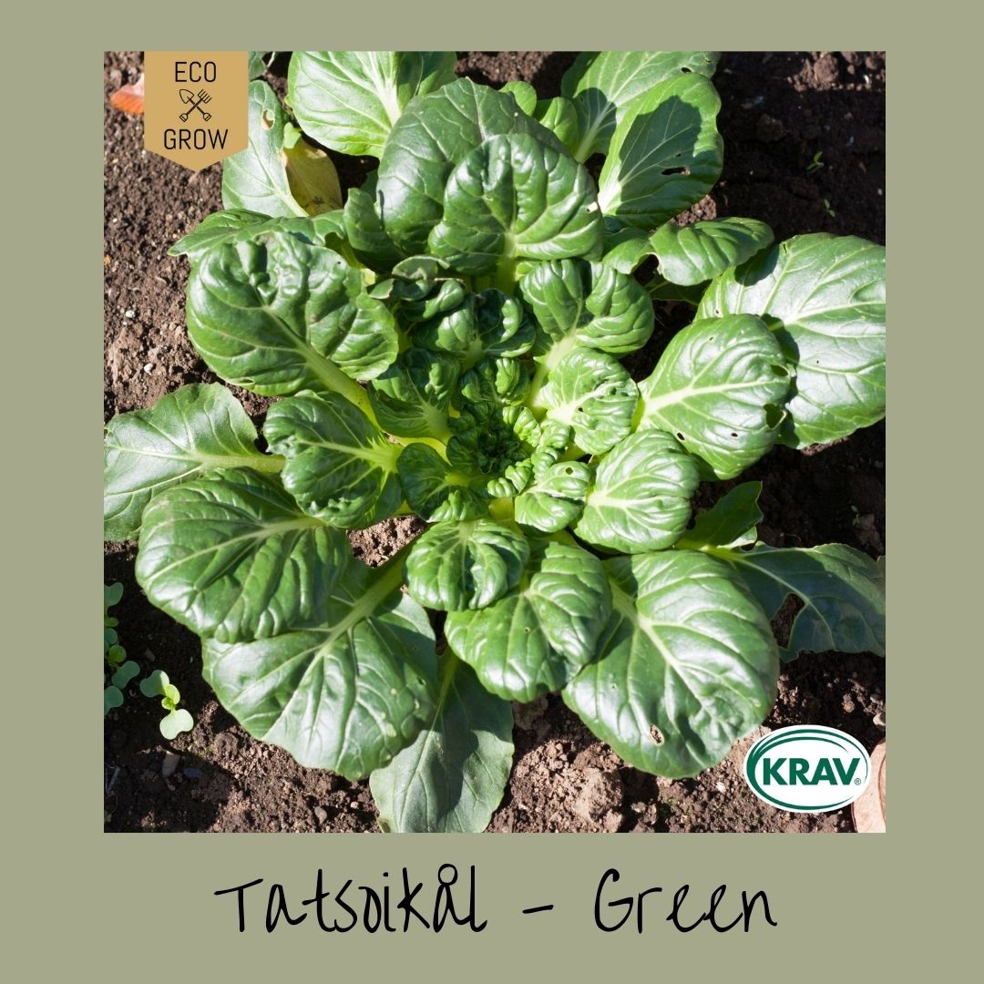 Tatsoikål Green 🌱
Benämns även som: Rosettkål
Har mörkgröna, blanka, skedformade blad som växer i en tät, låg rosett av vita stjälkar och bladnerver. Mycket snabbväxande med en lång skördetid. Är trögblommande och klarar en hel del kyla på hösten. Har en utsökt mild kålsmak med krispig textur som passar utmärkt i woken, ångkokad eller på grillen.