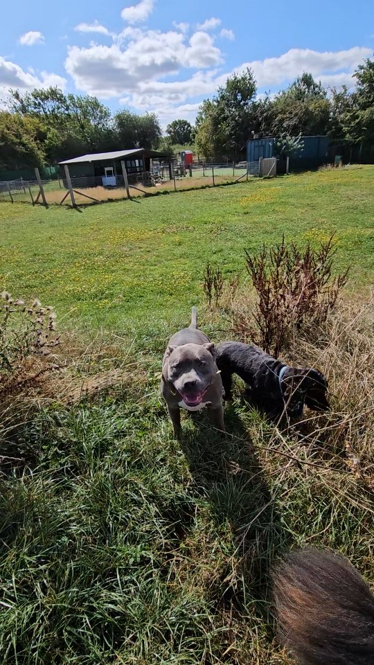 Lovely calm friday mooching about, having a sniff and being with friends 🐾
#relaxeddogs #doggydaycareuk #dogsbeingdogs #sniffaristrolls
