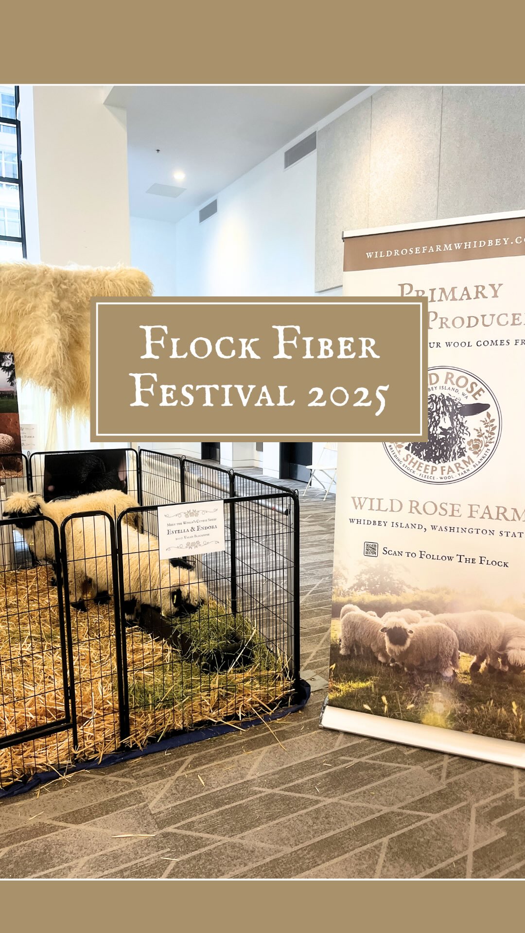 Thank You Flock Fiber Fest 2025! 🐑🧶✨
Endora and Estella are back home and happy with the rest of the flock, enjoying the quiet and an abundance of hay 🌾
Our second year at Flock was double the love and double the fun! We’re feeling both incredibly grateful and exhausted in the best way. This truly is a one of a kind event that is so welcoming and positive all around ❤️
Thank you to our fellow Flock vendors — especially those who helped us pull together our booth in the final hour!
Thank you to Caroline and Jess for setting up this amazing event and for being so understanding and accommodating for us and the sheep.
And thank YOU to everyone who stopped by our booth to learn about our farm and invest in farm to fiber products. We loved meeting everyone, and being able to show everyone just how incredible our sheep and their wool really are in person.
We’re working on getting our website up to date with the remaining inventory left over from Flock. Stay tuned for that and info on farm tours! Until then, happy crafting and we will see you next year! 🐑🧶✨
@flockfiberfestival
@shoplamercerie
@badrabbitknits
@purevalais #flockfiberfestival