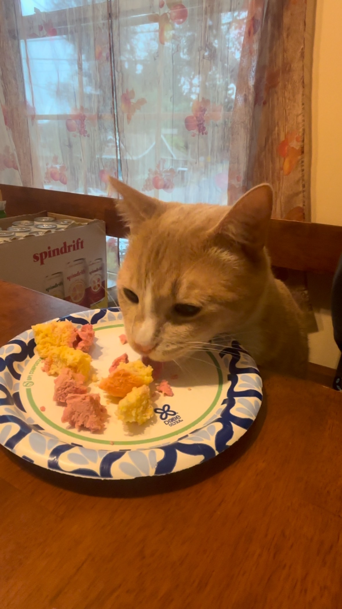 Homemade chicken & tuna cupcake 🐟🧁😼