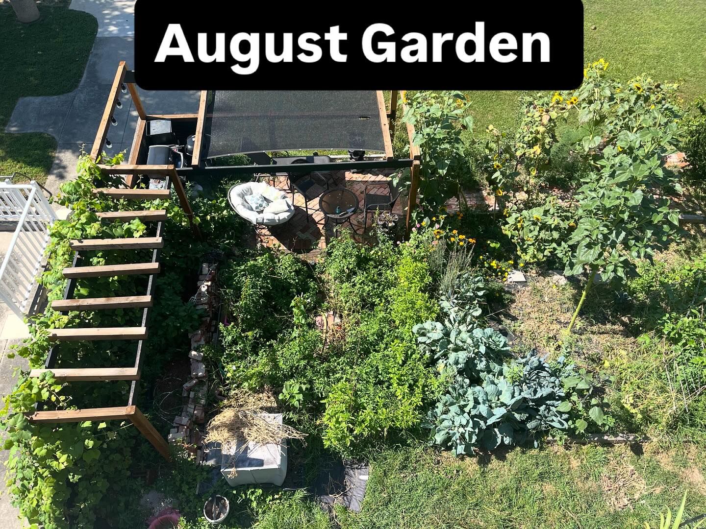 #sunflowers #gardening